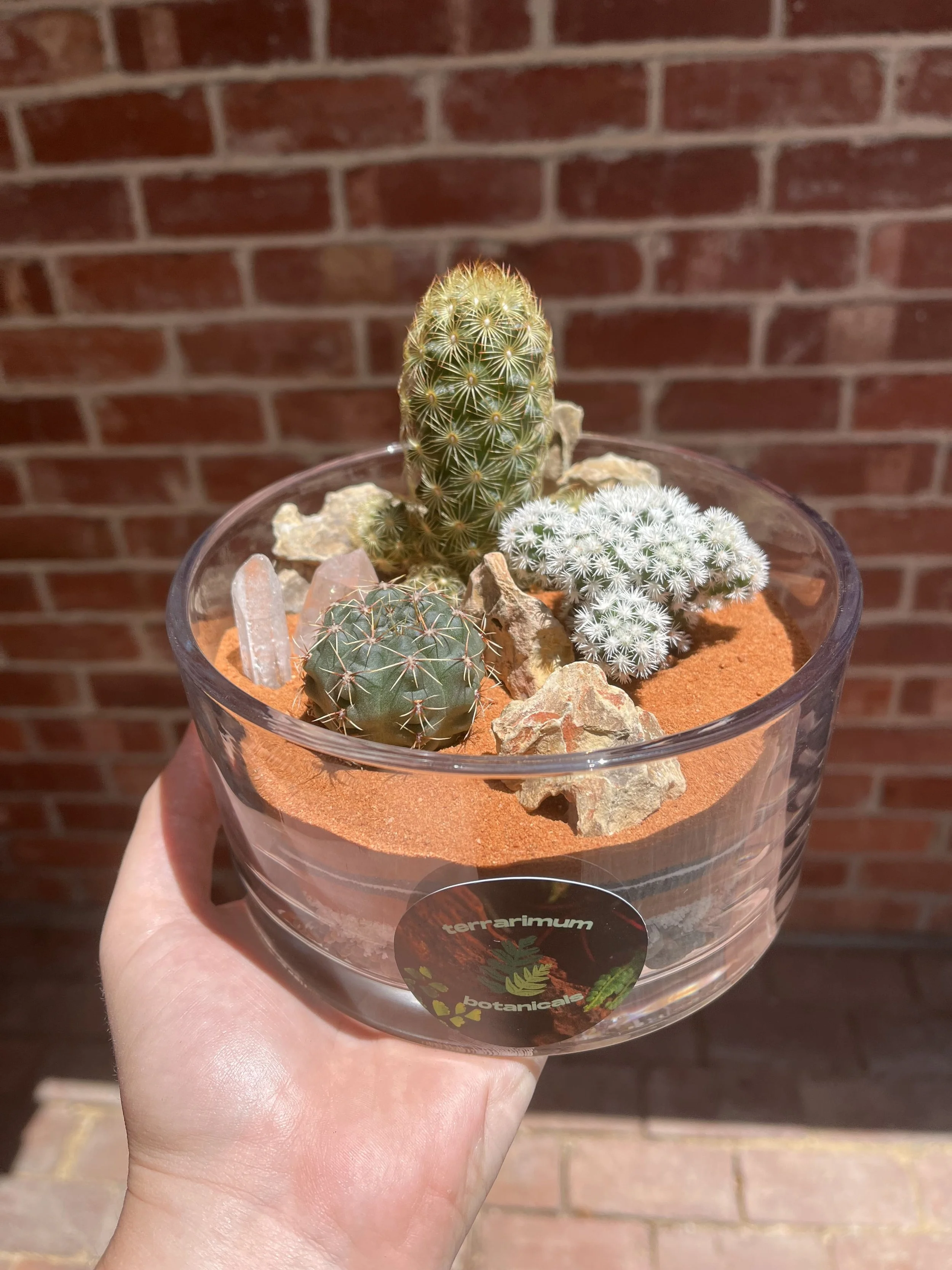 planted desert bowl - small