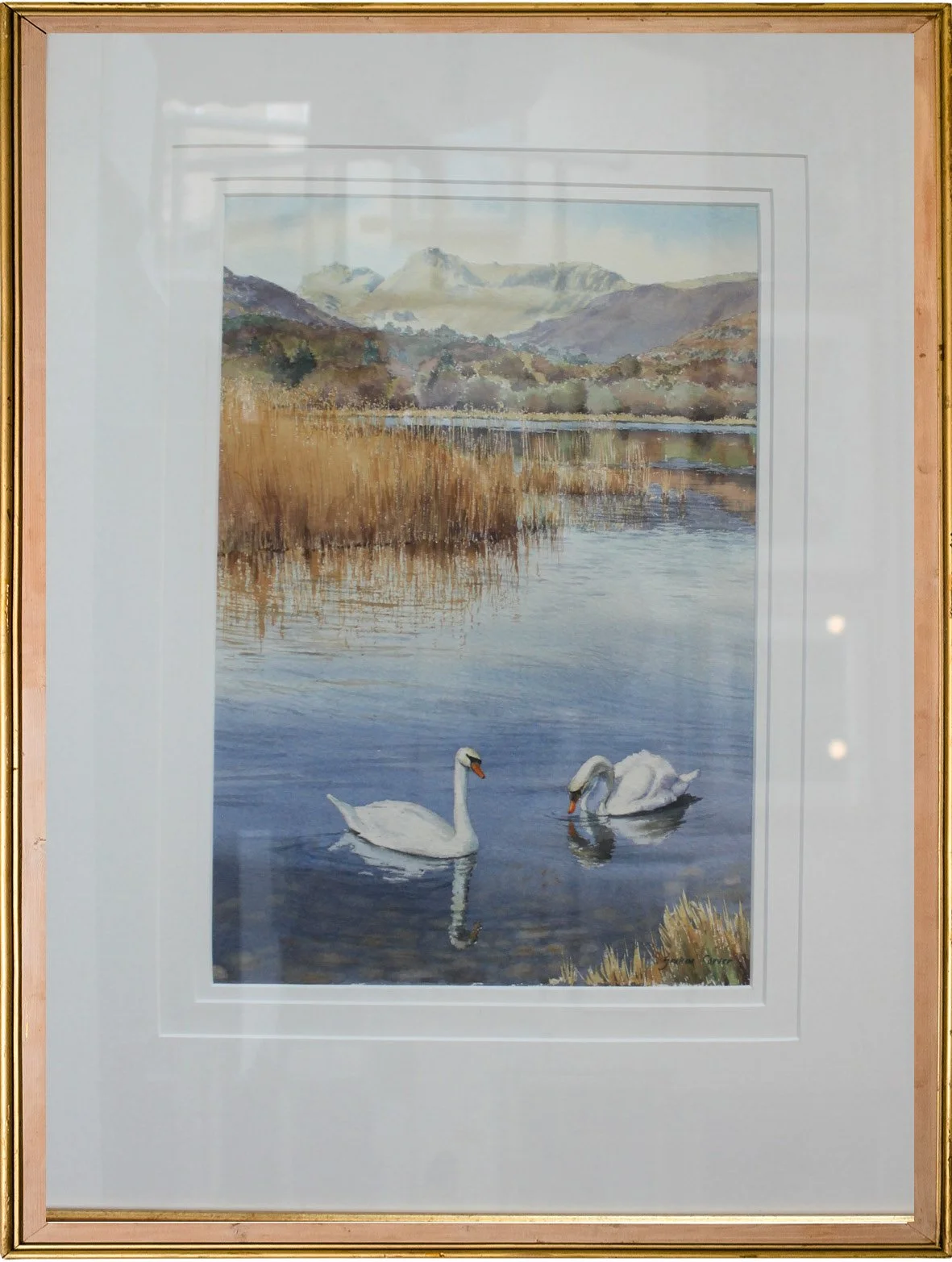 Swans at Elter Water Cumbria