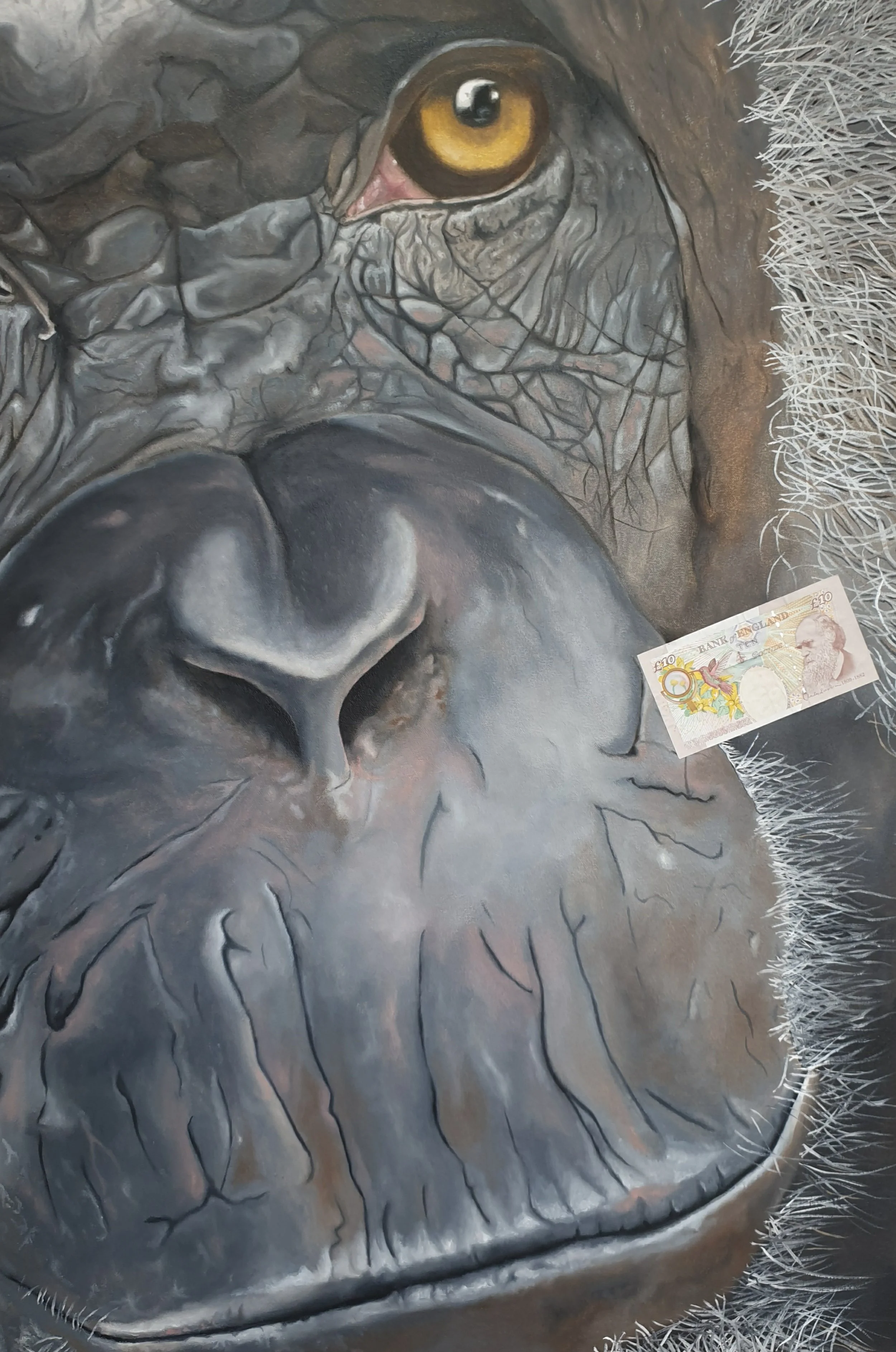 Chimpanzee