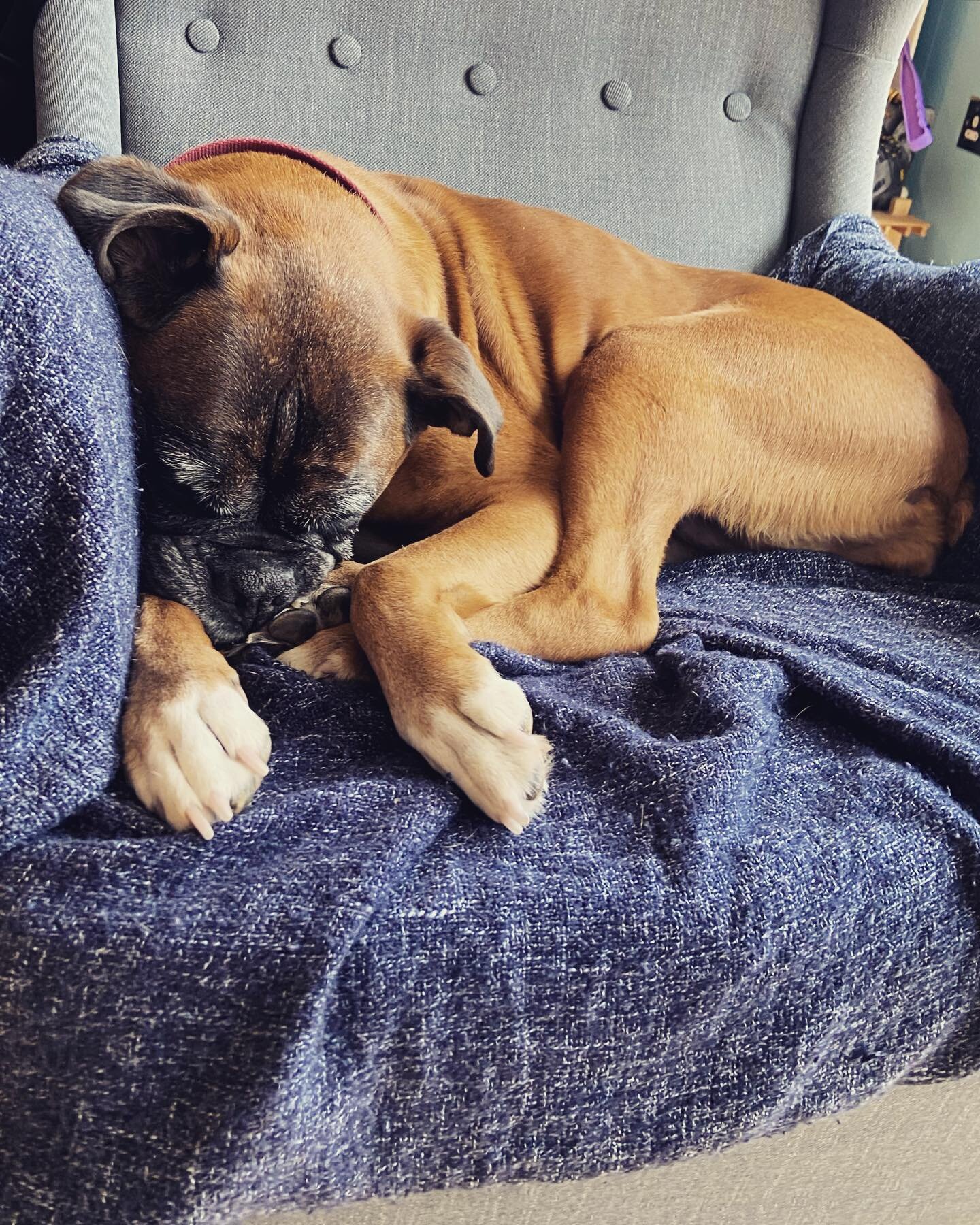 Nice nap after her walk 😂🧡