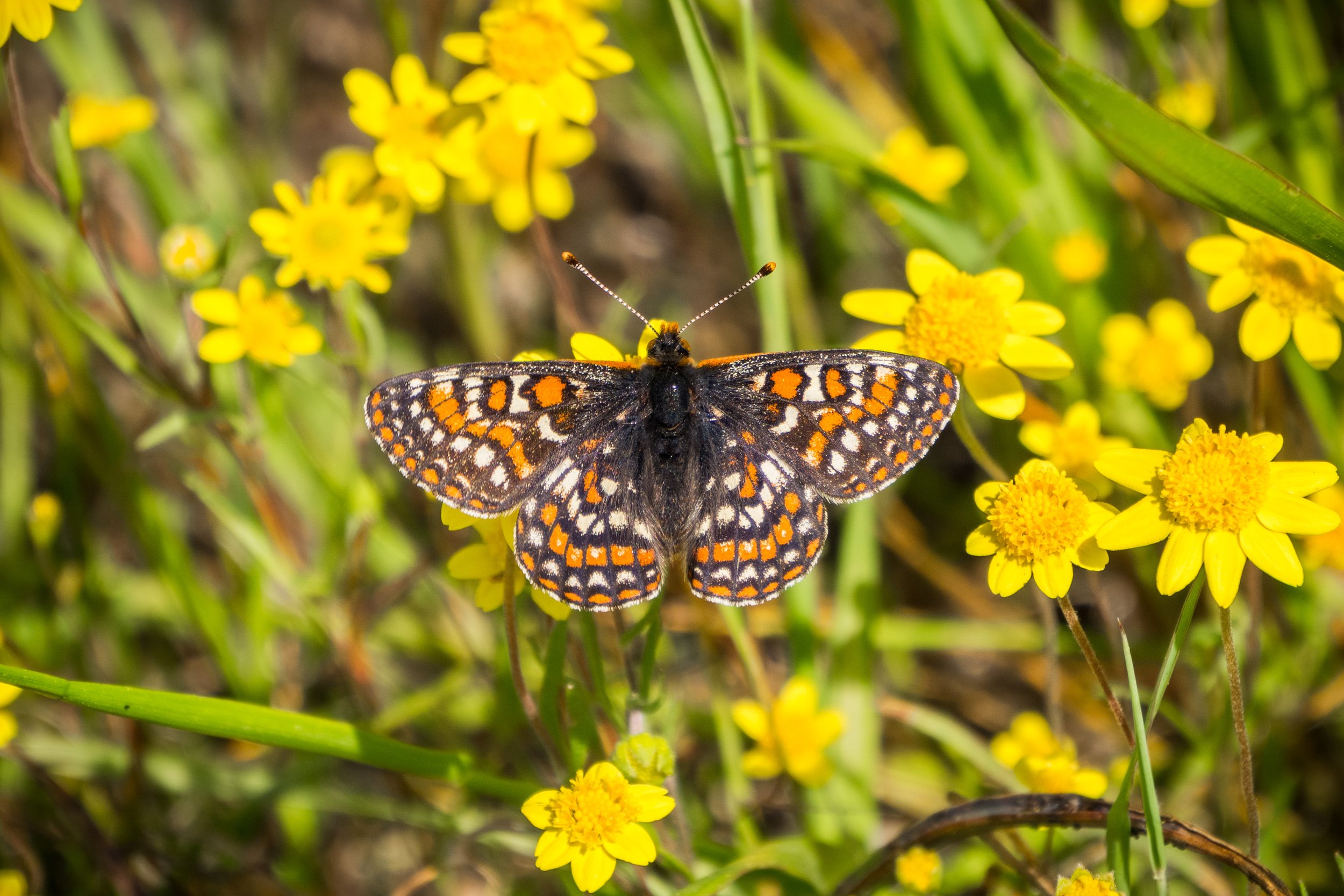 Bay-Checkerspot-Butterfly-on-wildflower.jpg