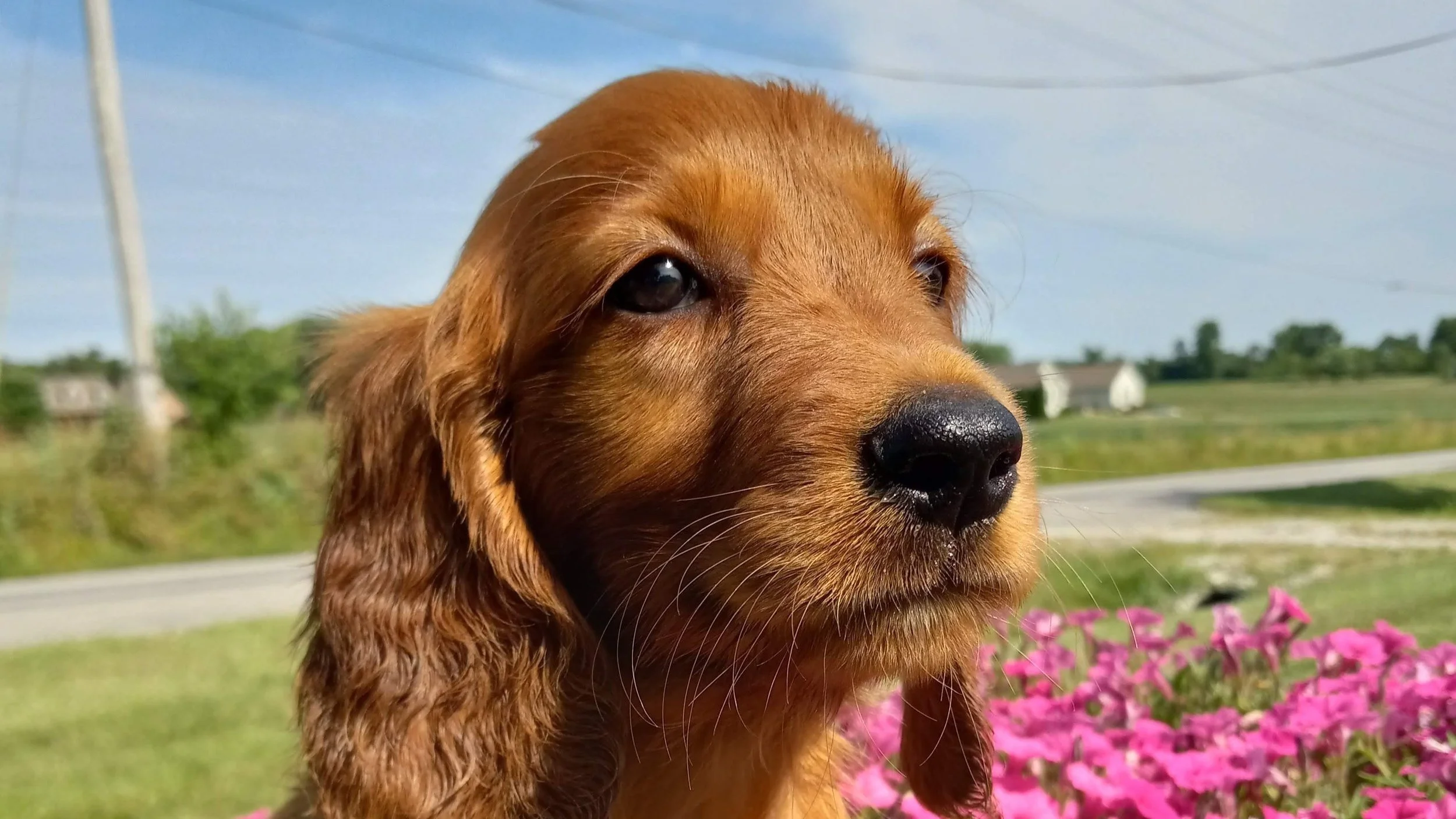 Golden Retriever Black Lab Irish Setter Mix Retriever Vs Great
