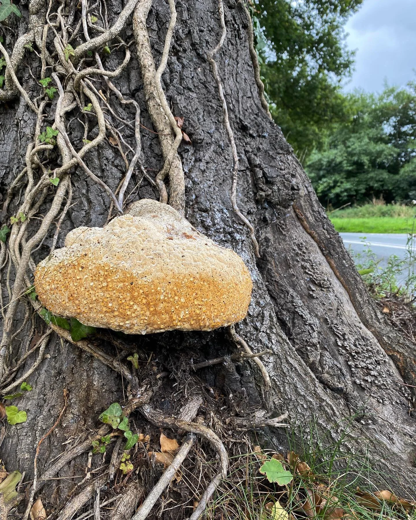 Pseudoinonotus dryadeus - Oak Bracket. 

Saprophytic/Parasitic, Most often found growing around the lower stem of oak trees, it causes white rot and causes decay of the stem. It secretes an amber liquid that weeps from tubes in its upper surface.

Wh