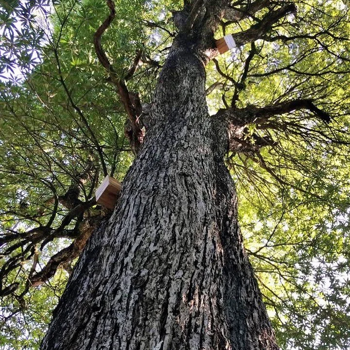 Bee trap boxes, not to kill bees the opposite in-fact. These pheromone baited bee boxes helps keep higher level parrot boxes free from bee invasion. A great project to be involved in with @exploretrees @amorentia_estate.

#preservationtree #nature #a