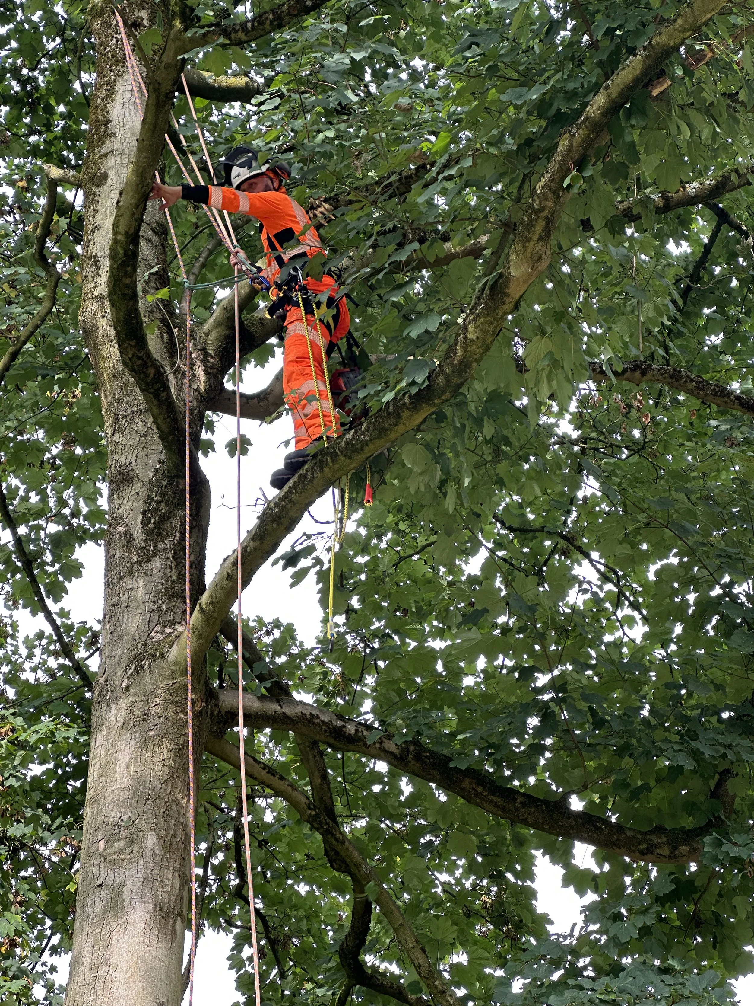 Home [www.preservationtree.co.uk]