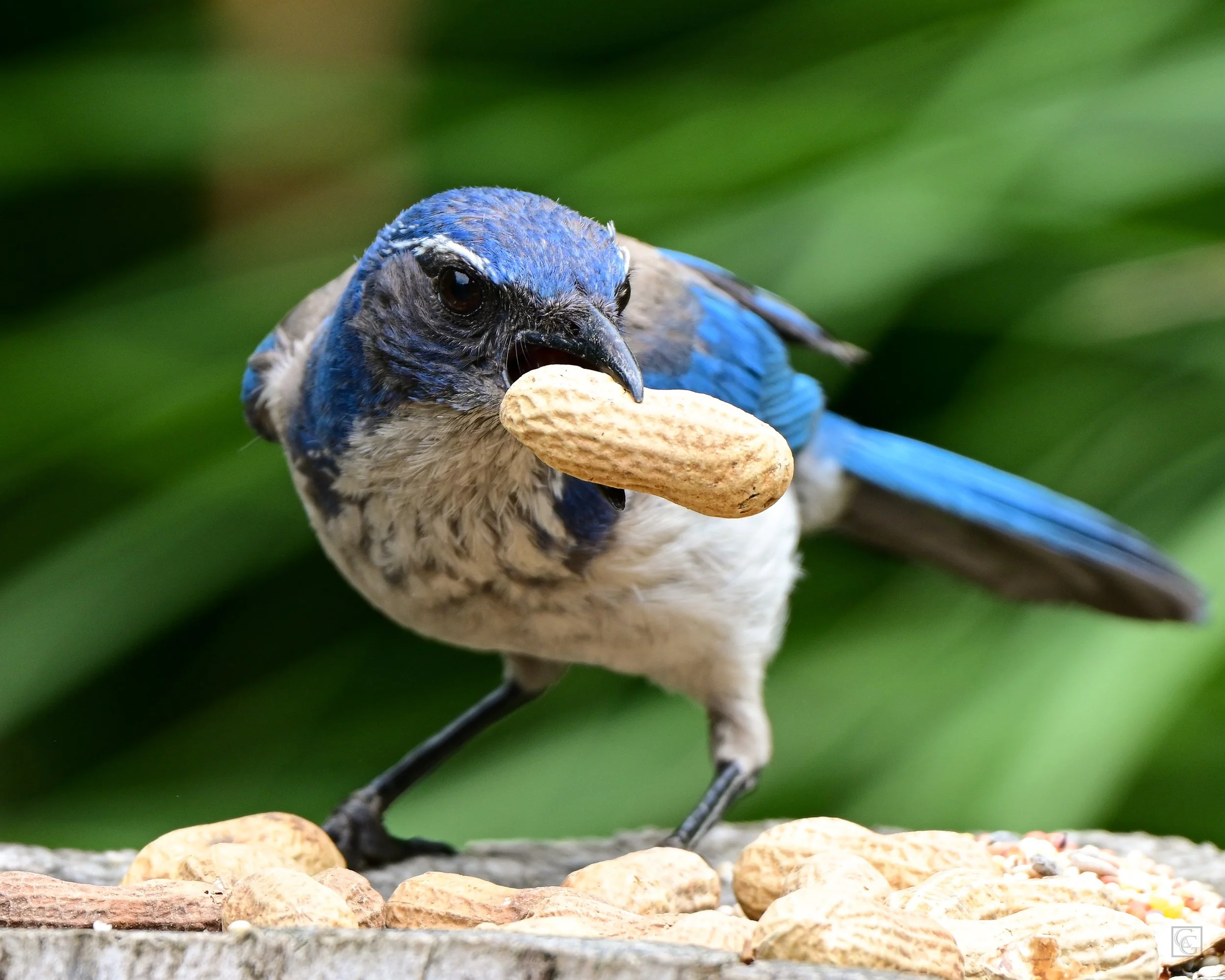 Gray_Peanut Raptor_8x10.jpg