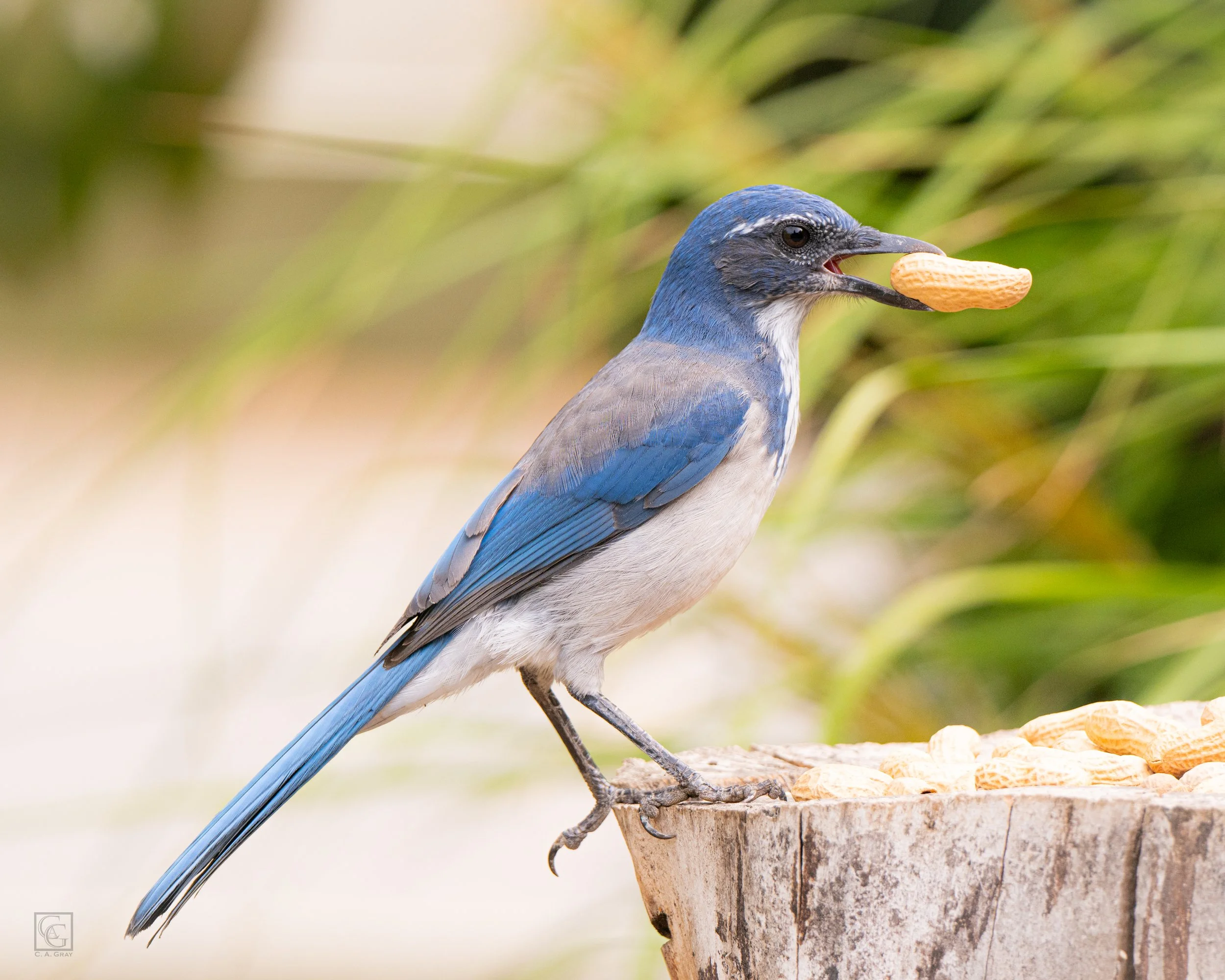 Gray_Scrub Jay-2.jpg