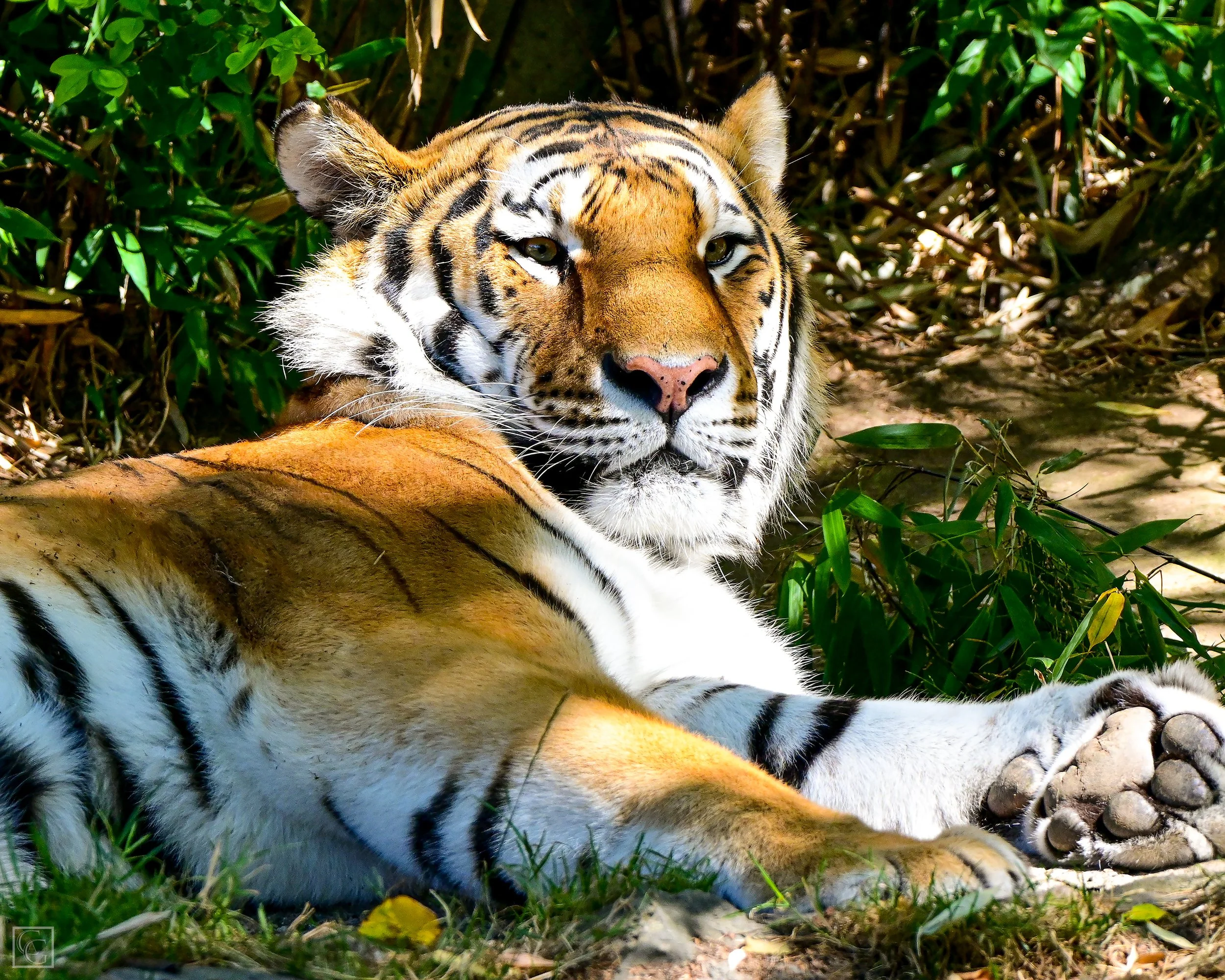 Gray_Dmitri I_11x14.jpg