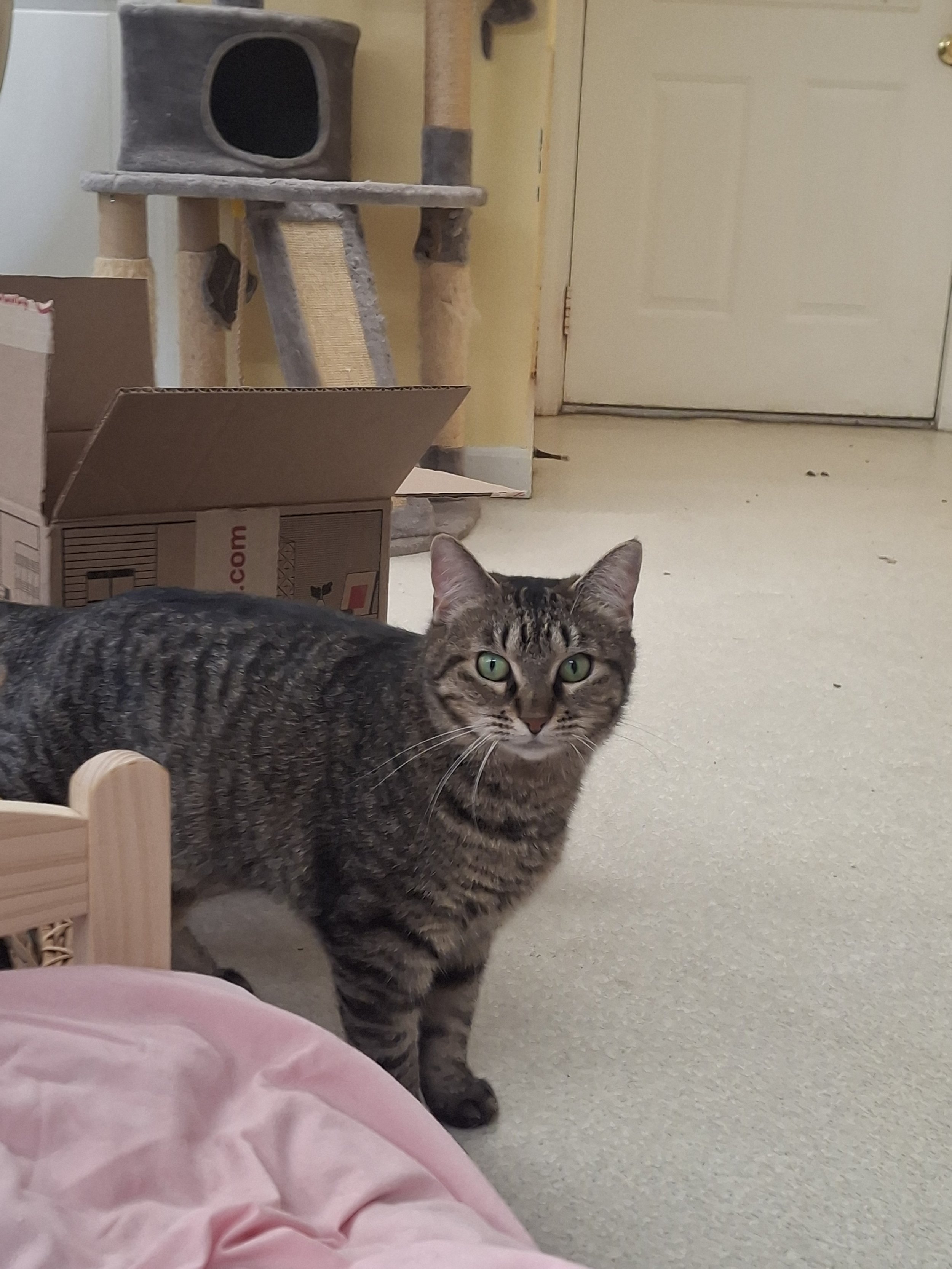 One of the cats in the cat room at the Franklin County Animal Shelter on April 11, 2026 (Jadyn Jacobs). 