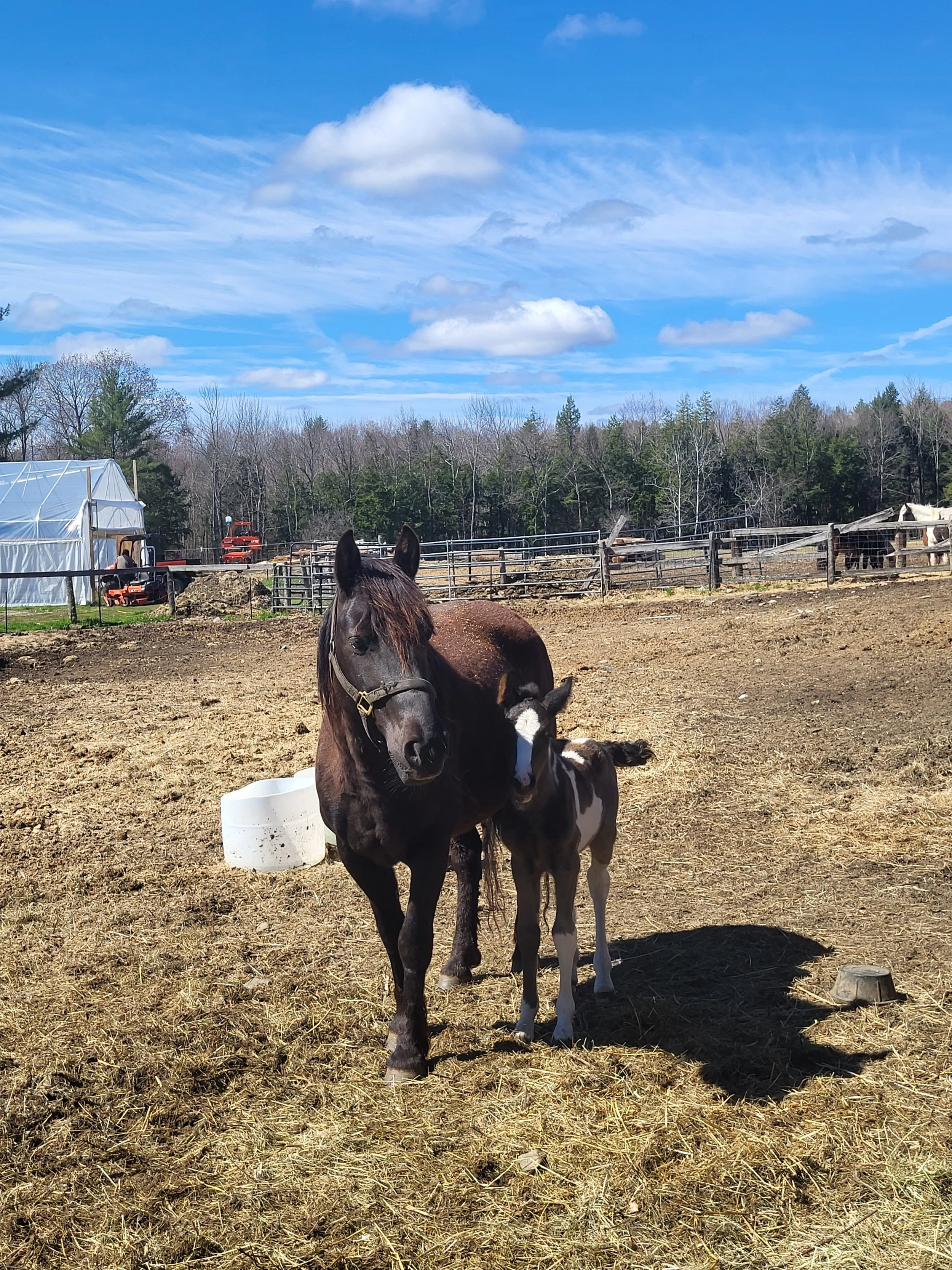 Two horses enjoying the sun at Martin Woods Farm on April 25, 2026 (Abby Washburn).   