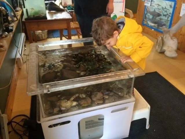 touch-tank_3.jpg