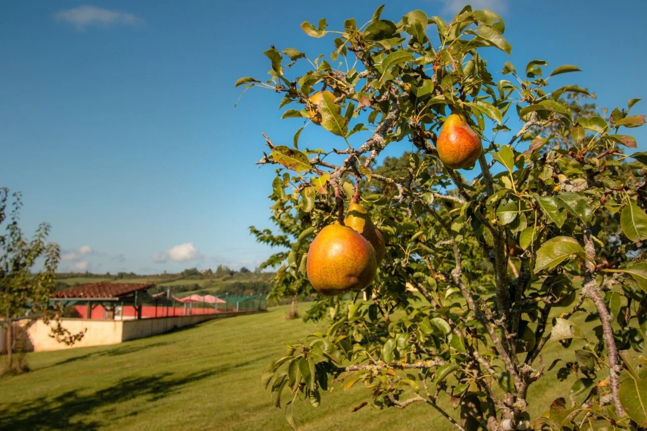 arbres fruitiers Large.jpeg