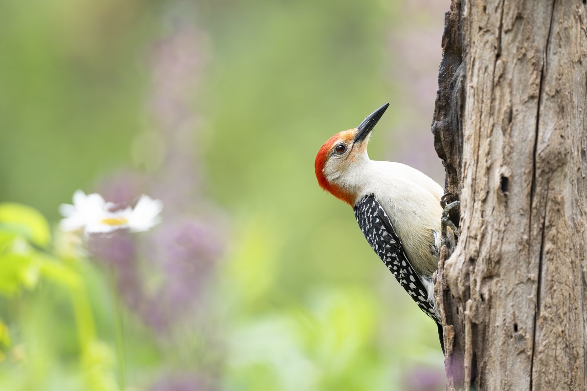 Spring Meadow - Red-bellied Woodpecker