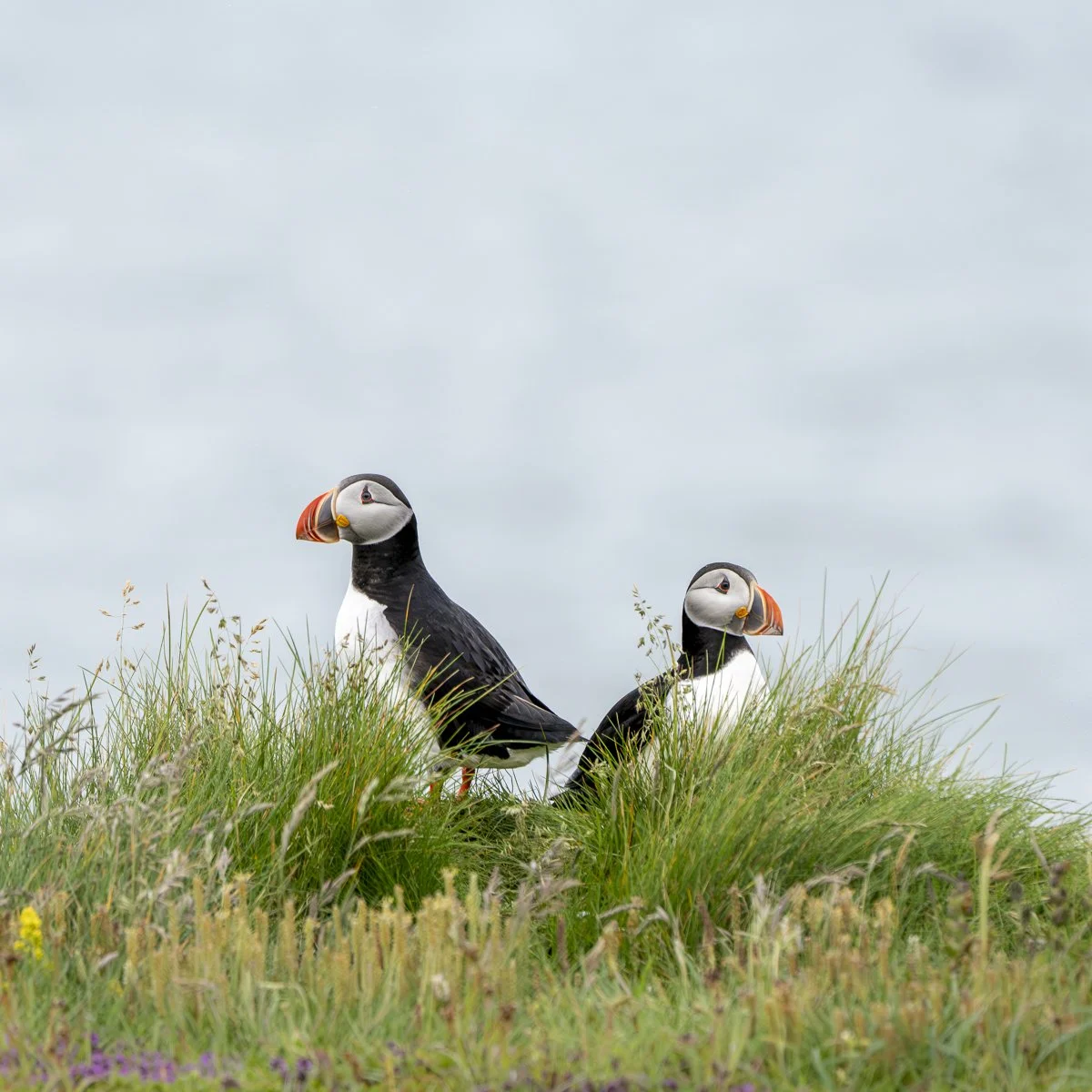 Tina_Horne_Photo_Summer_Guests_Puffins.jpg