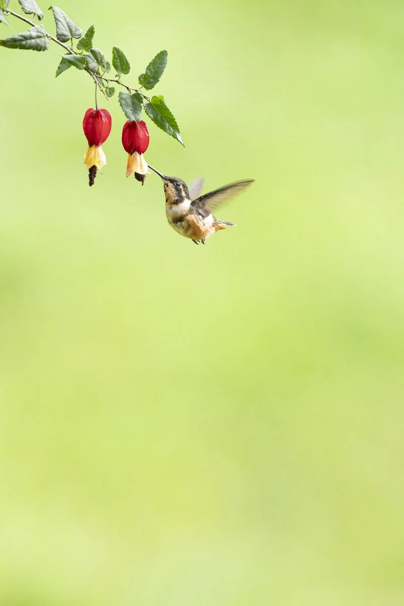 White-bellied Woodstar