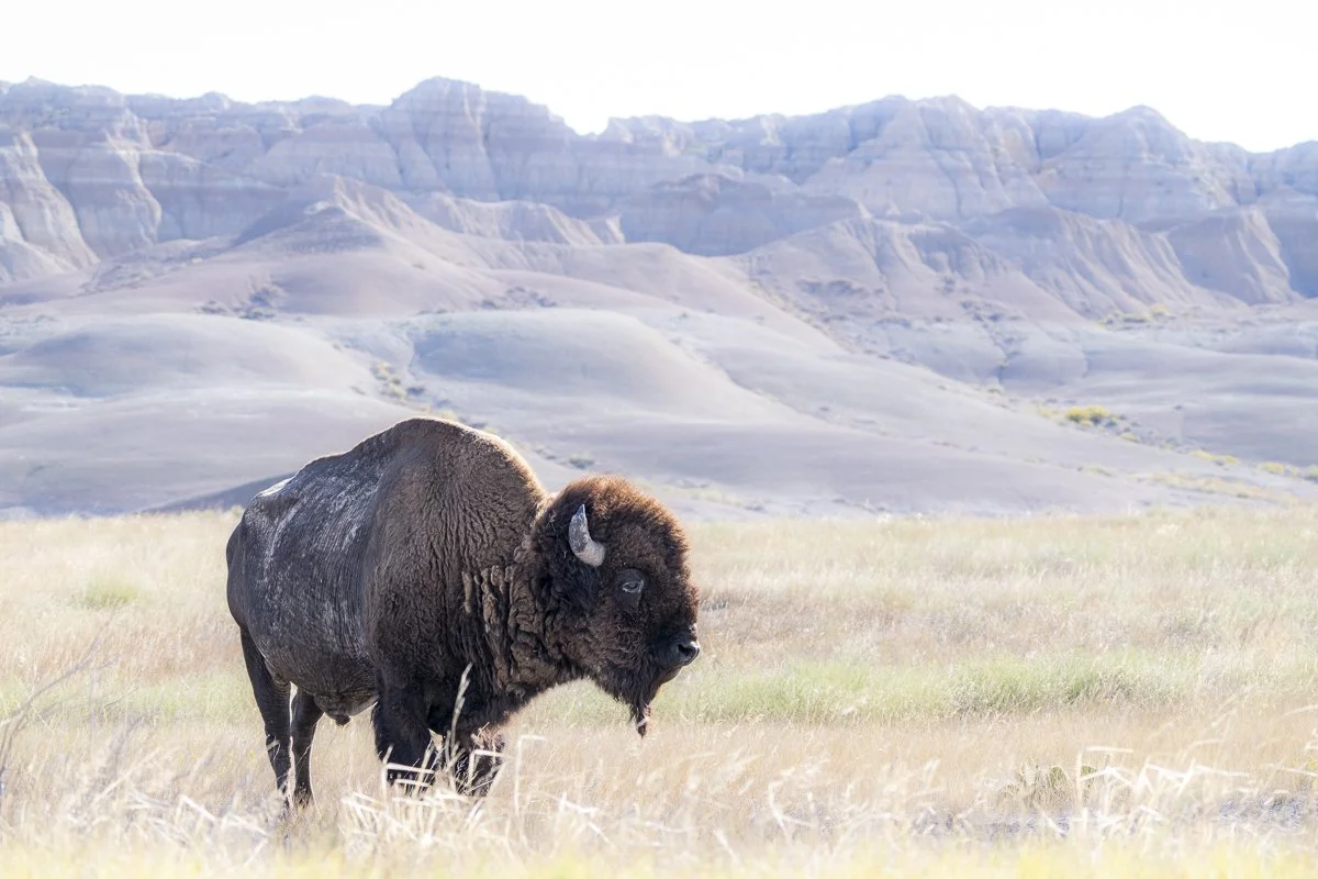 Tina_Horne_Photo_LLC_Titan_of_the_Plains.jpg