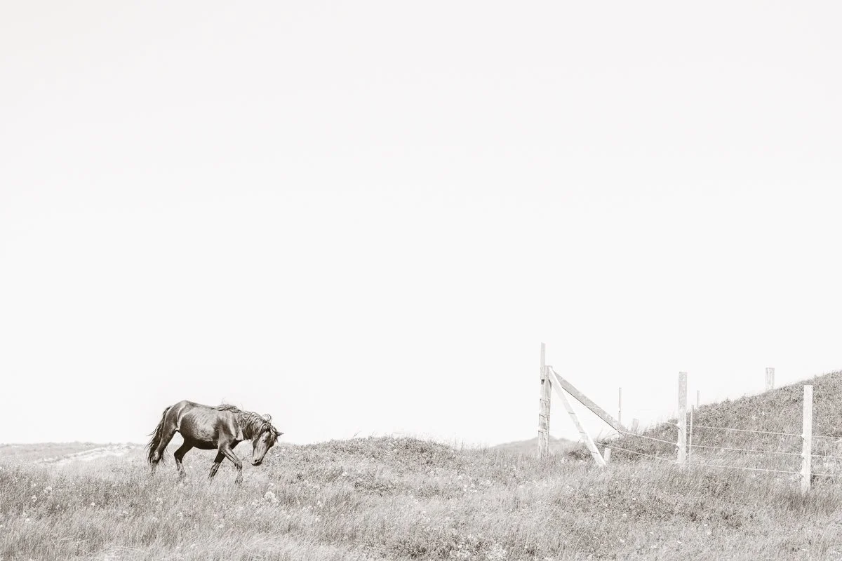Wind, Grass, and Spirit