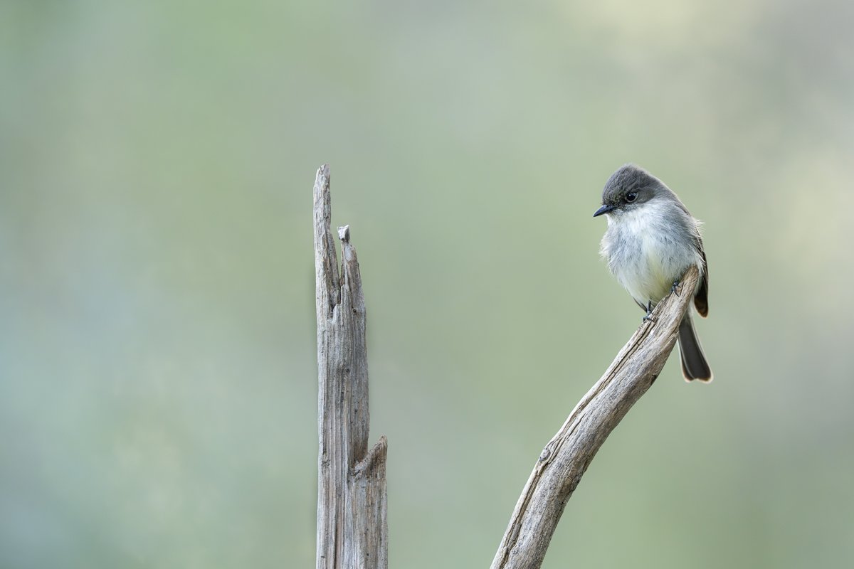 Perfect Perch