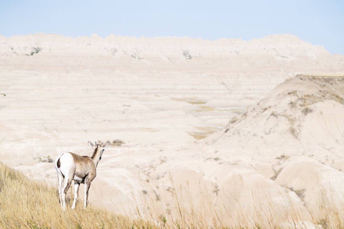 Vista - Bighorn Sheep