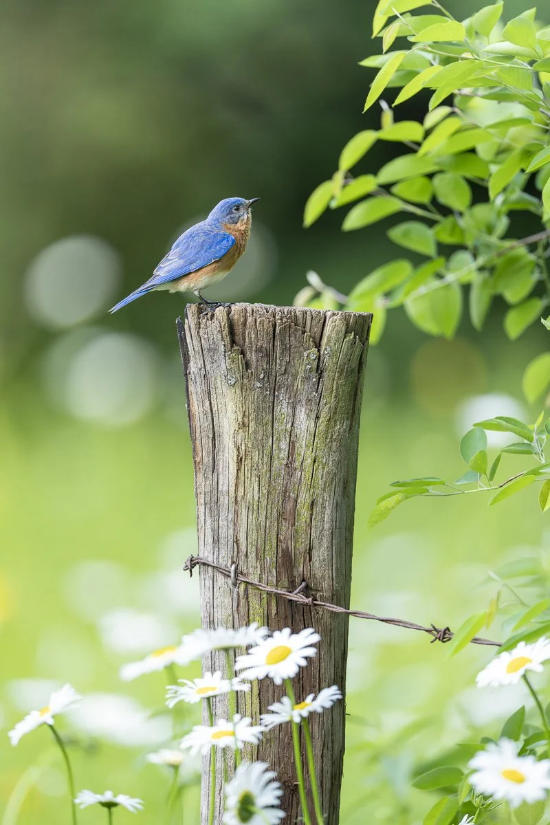 Rest Stop - Eastern Bluebird