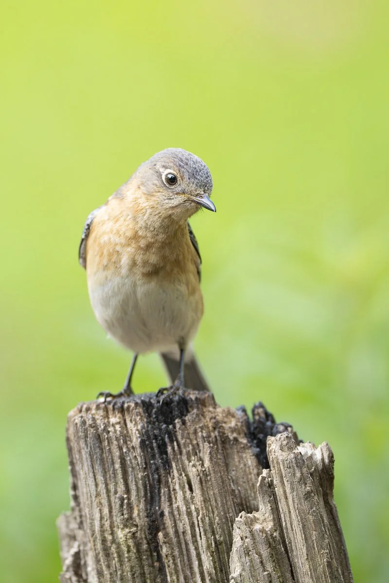 Eastern Bluebird