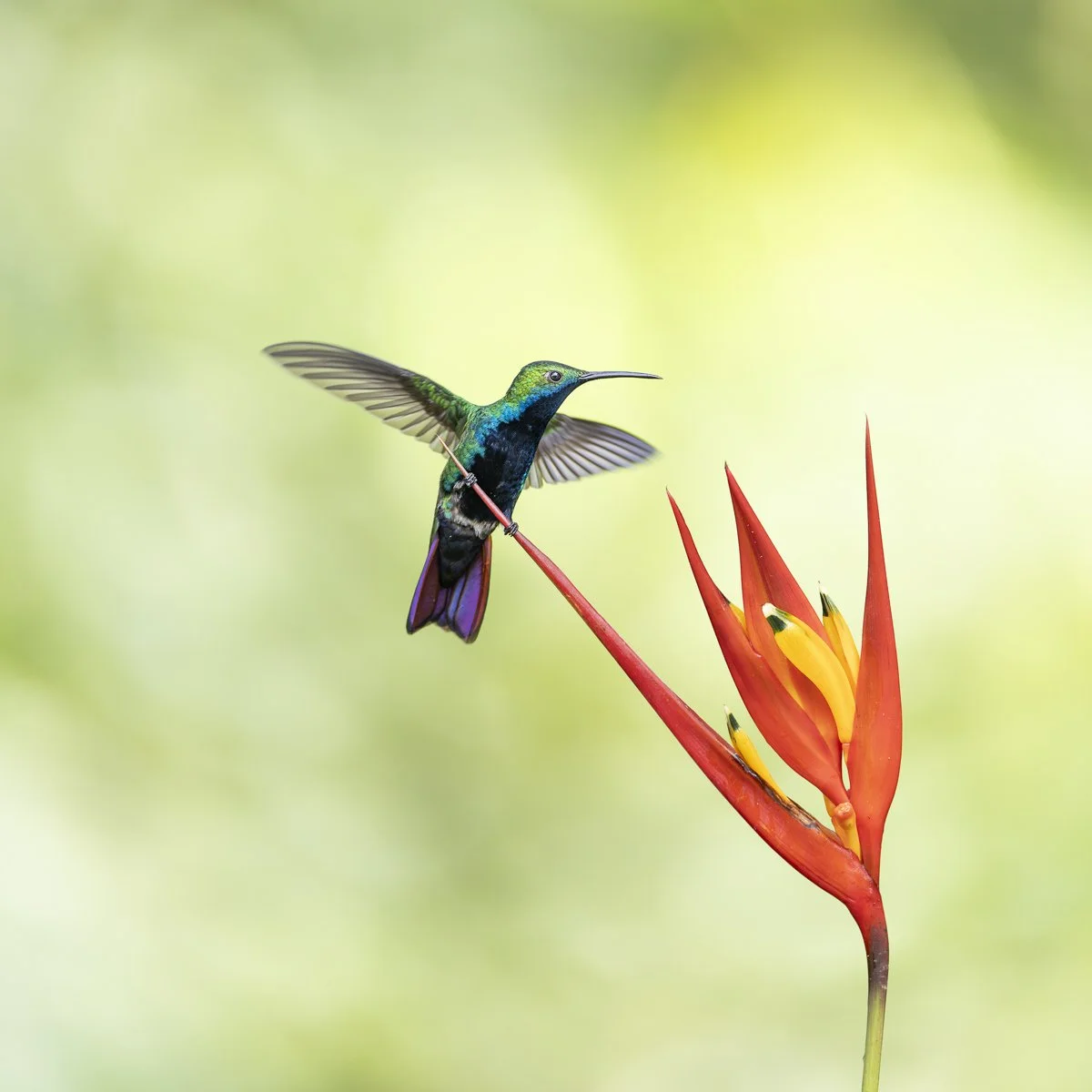 Black-throated Mango, Colombia © 2026 Tina Horne Photo, LLC