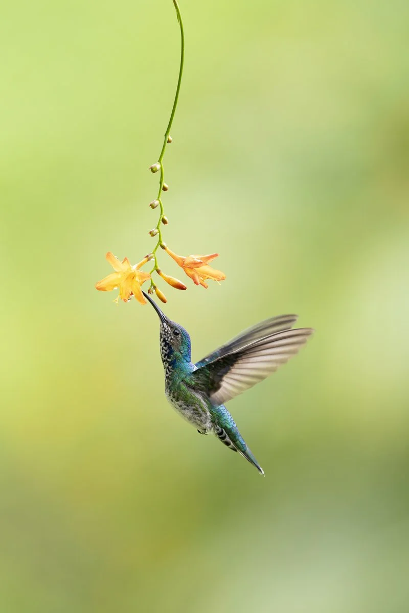 White-necked Jacobin, Colombia © 2026 Tina Horne Photo, LLC