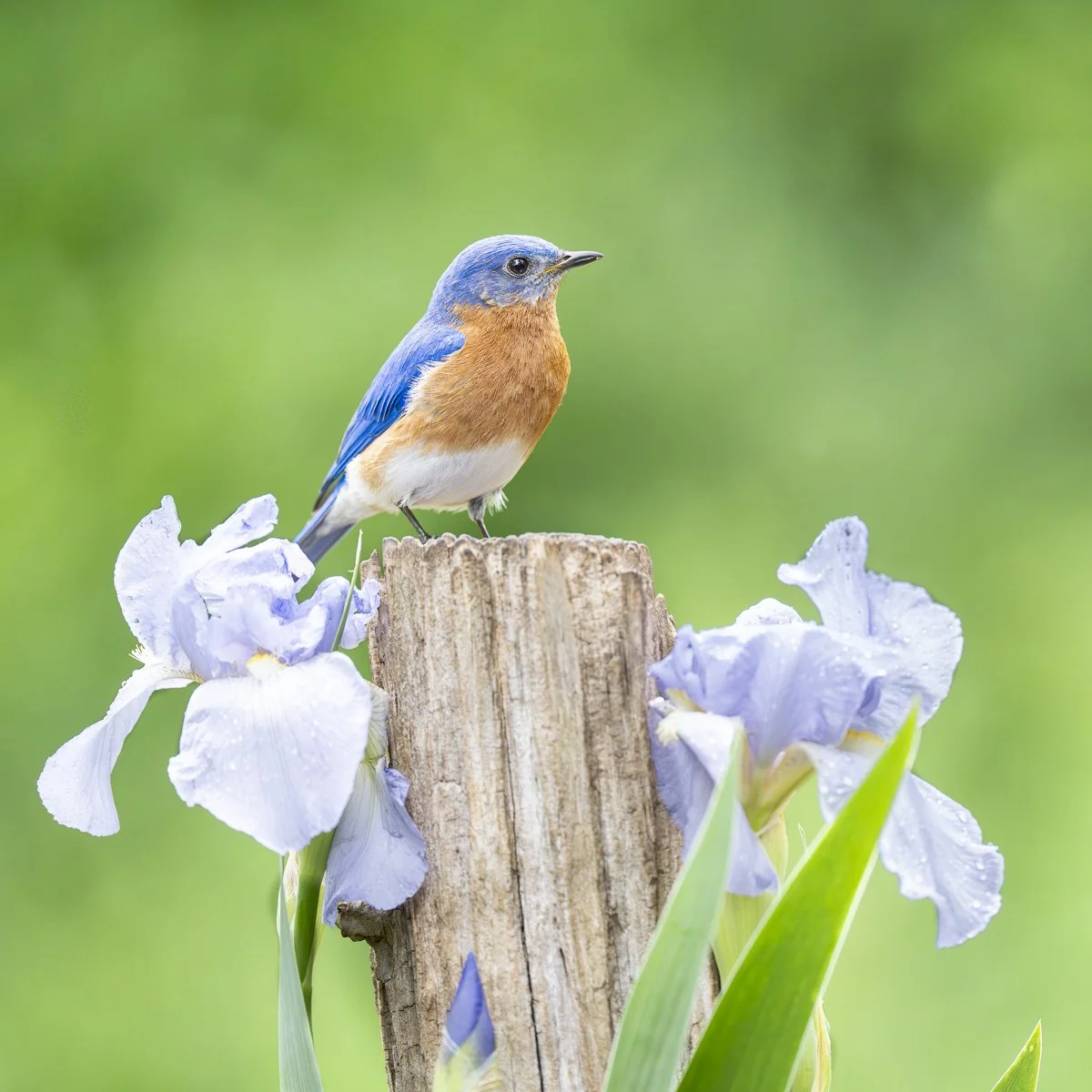Eastern Bluebird