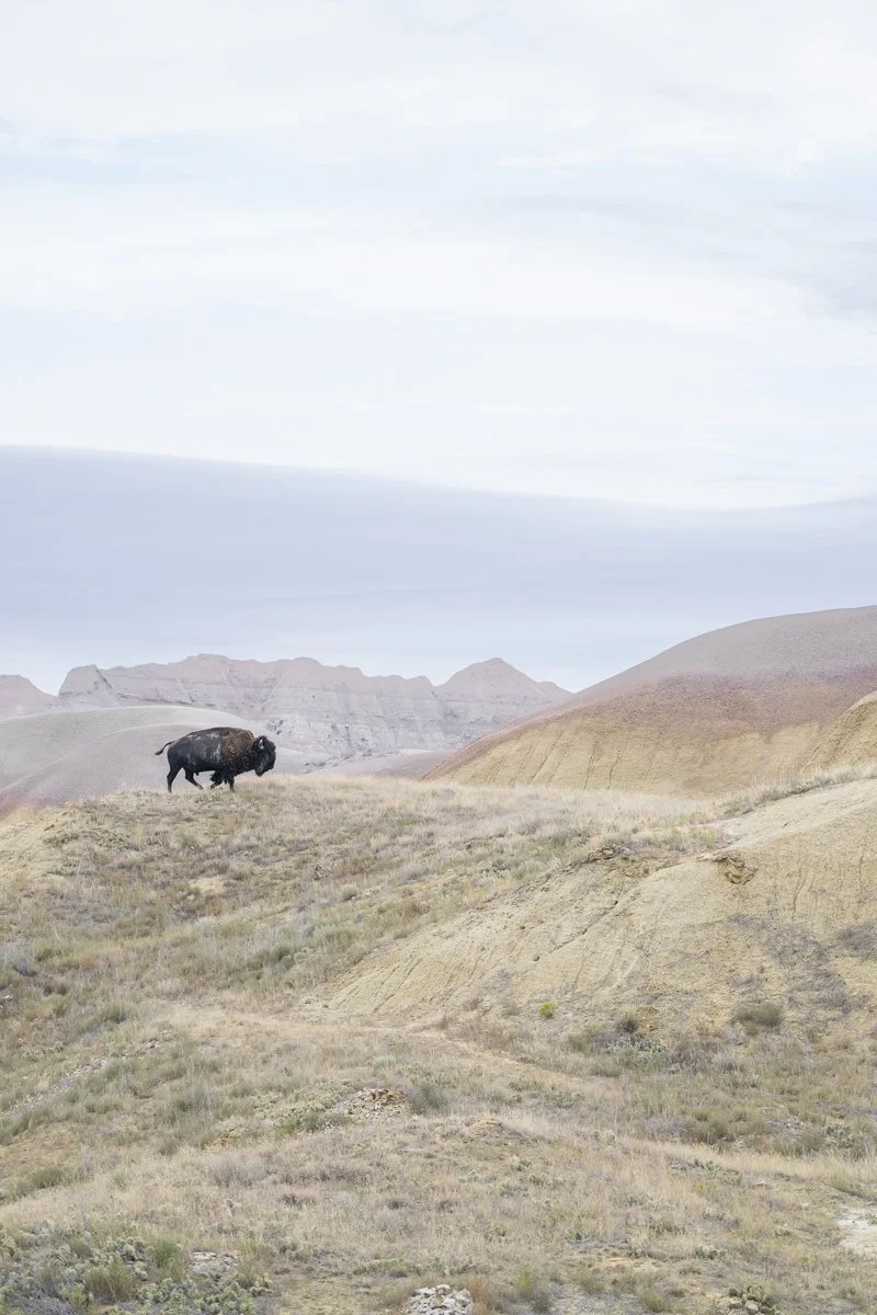 Top of the World - Bison