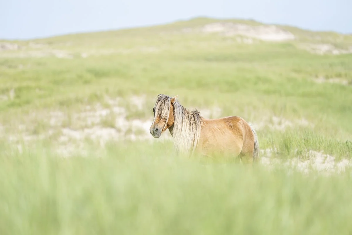 Windswept Wanderer - Sable Island, Canada