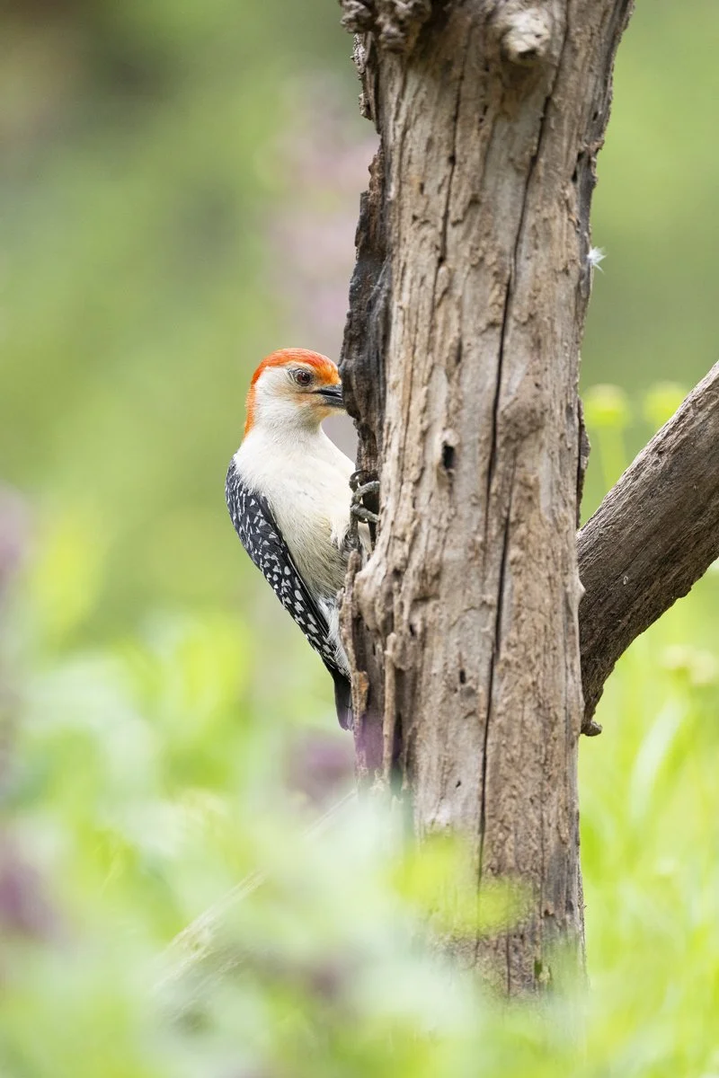 Red-bellied Woodpecker
