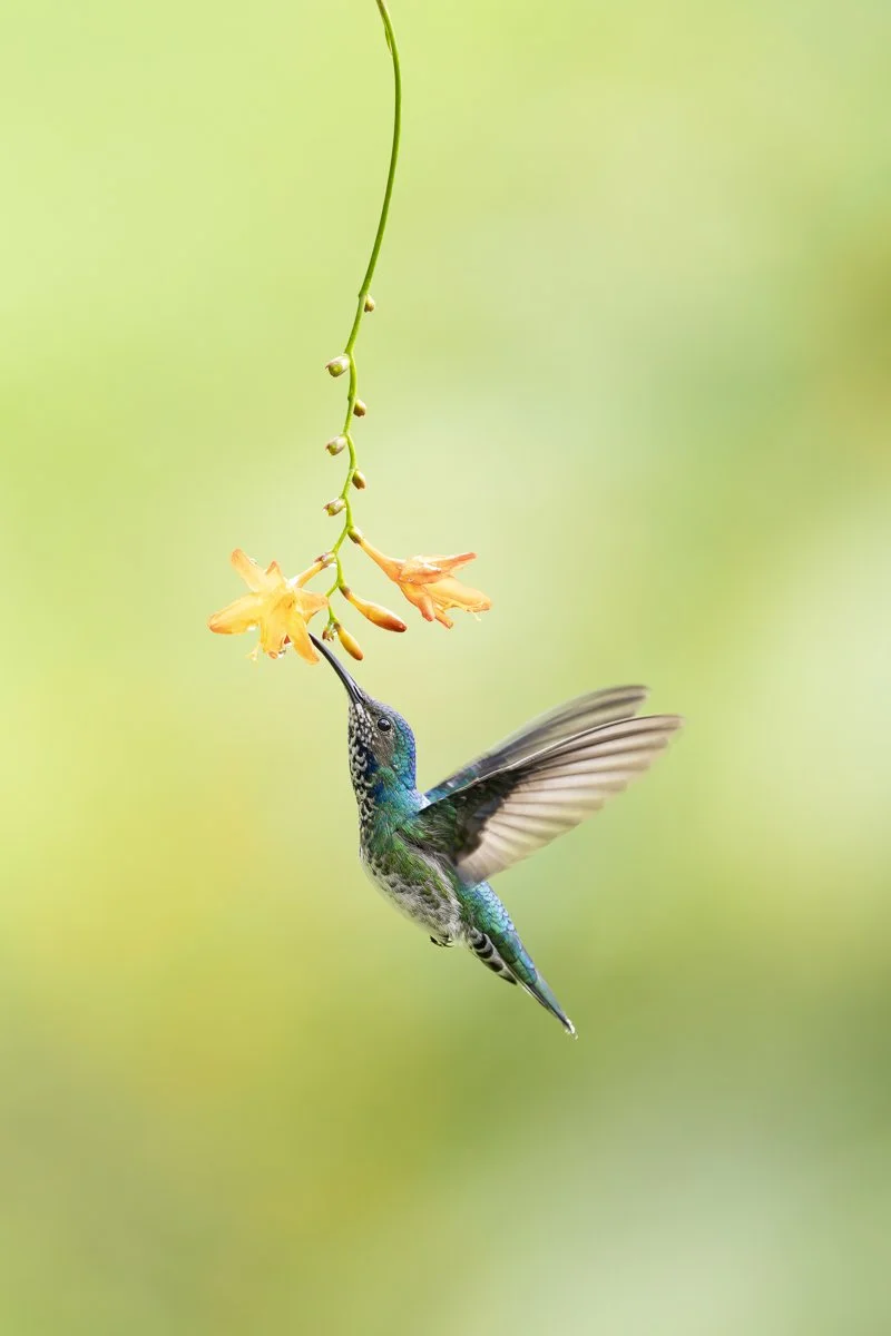 White-necked Jacobin