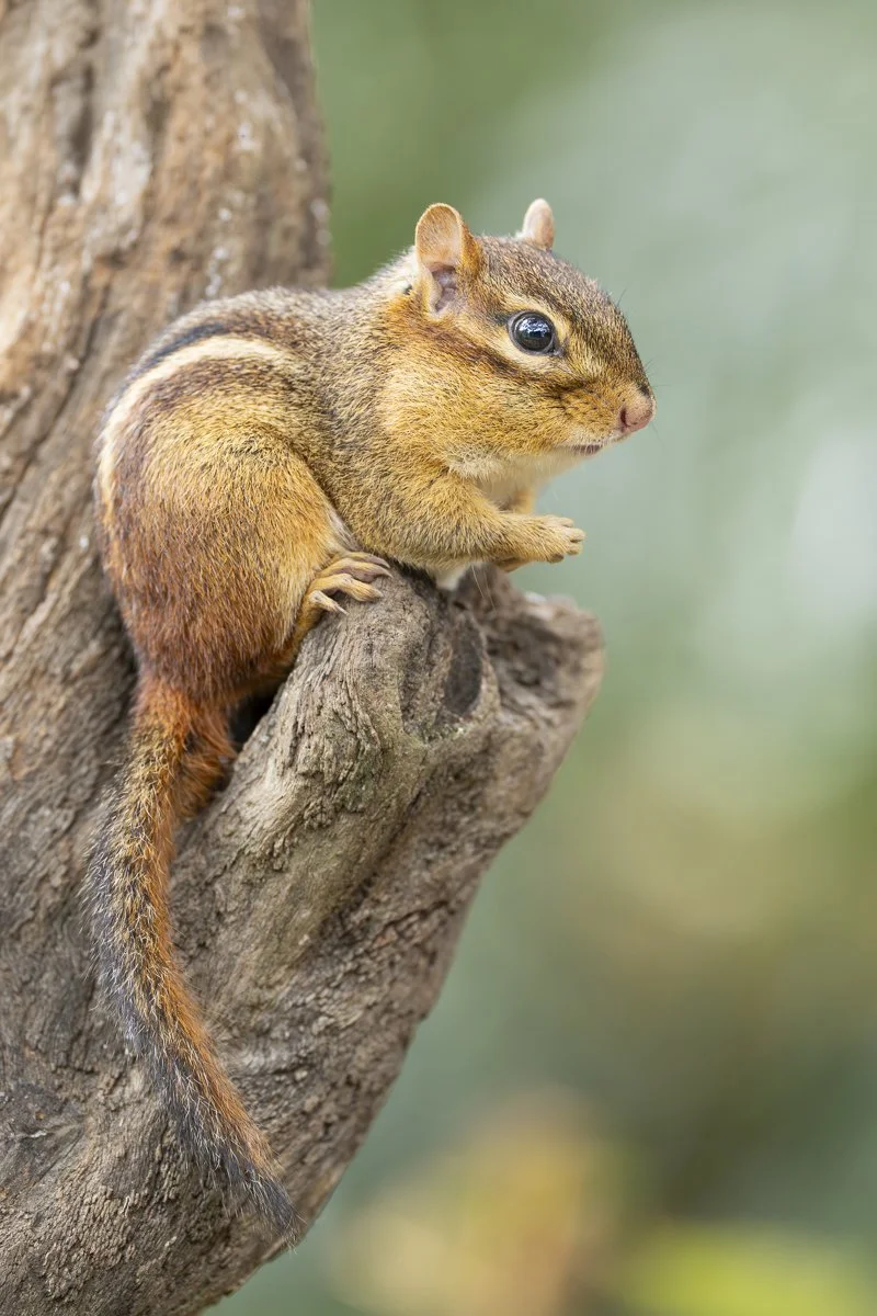 Eastern Chipmunk