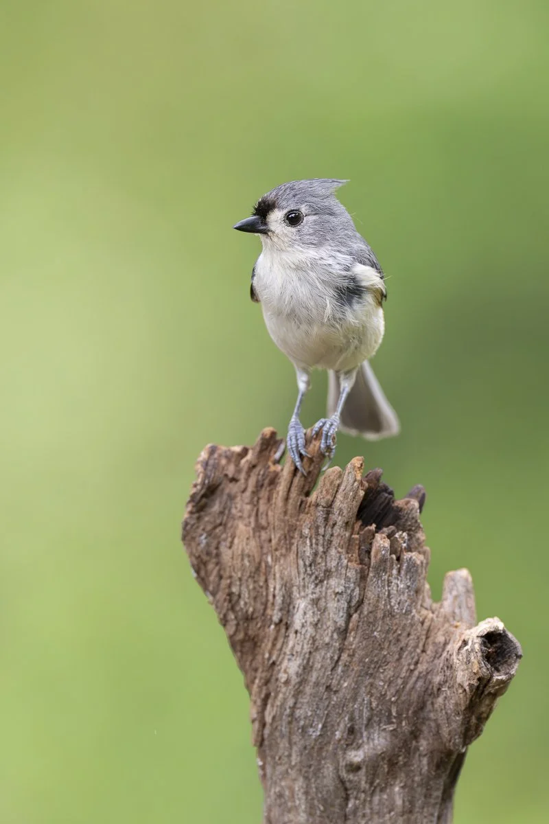 Tufted Titmouse