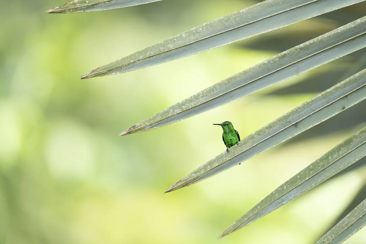 Steely-vented Hummingbird