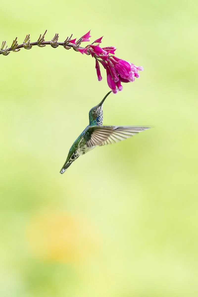 White-necked Jacobin
