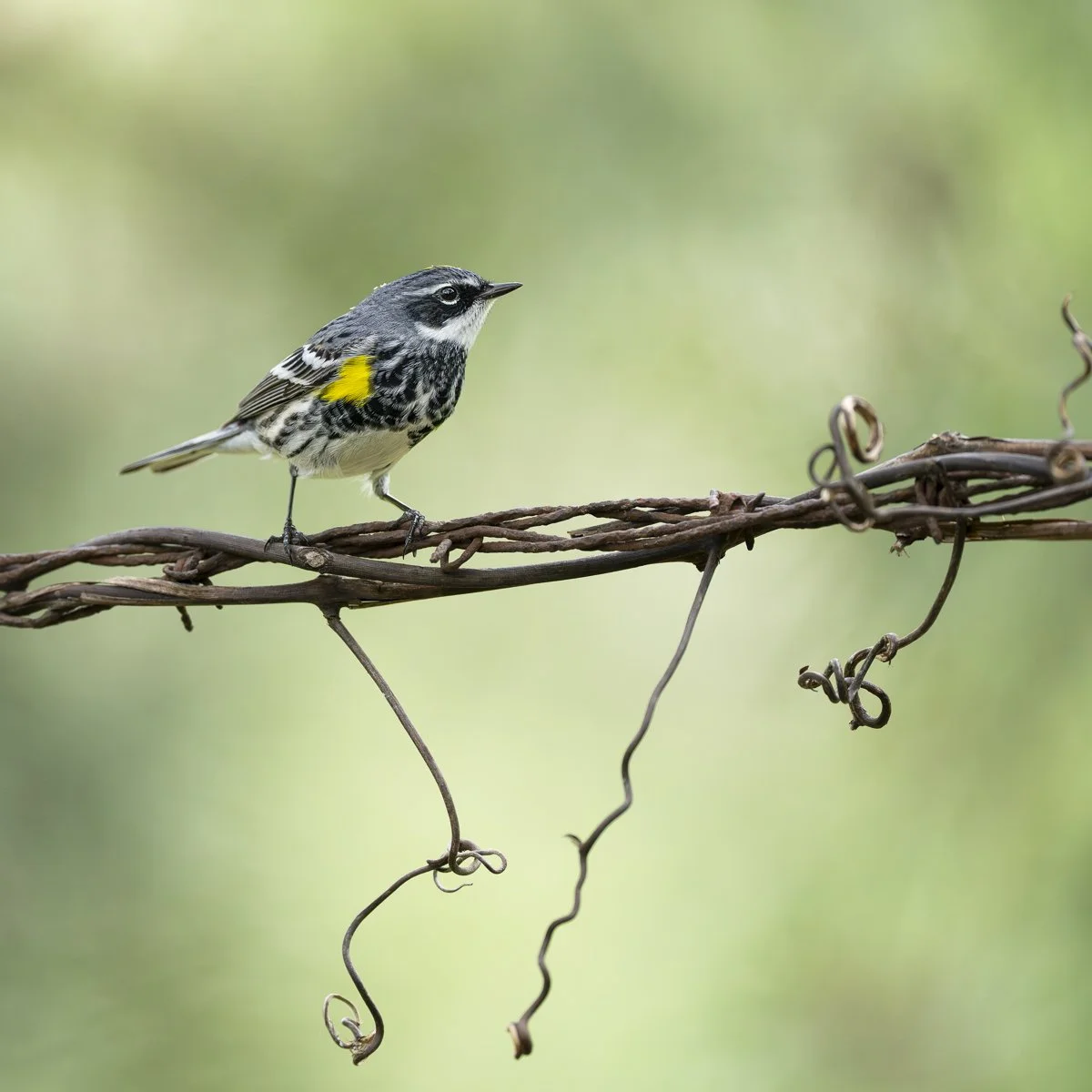 Yellow-rumped Warbler