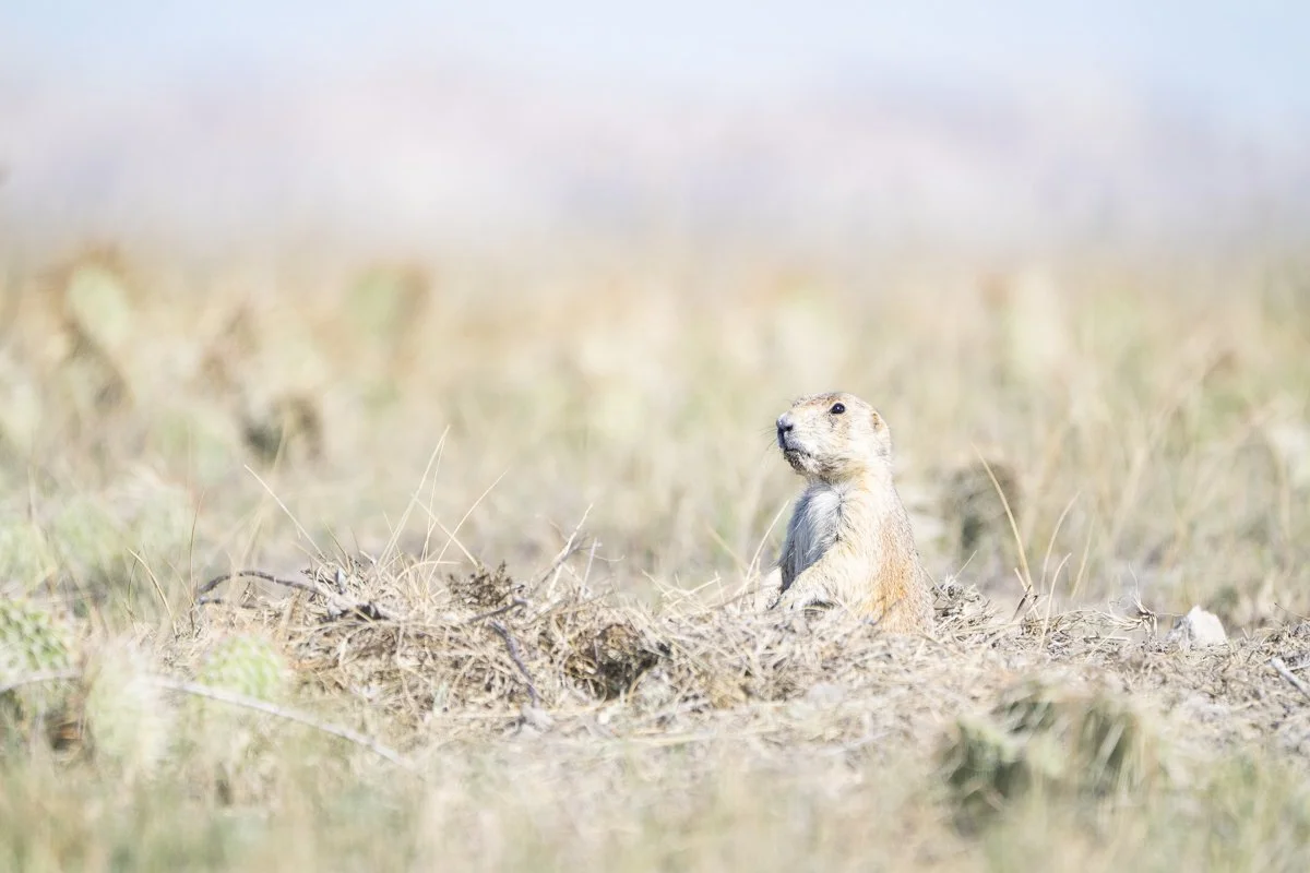 Tina_Horne_Photo_LLC_High_Noon_on_the_Plains.jpg