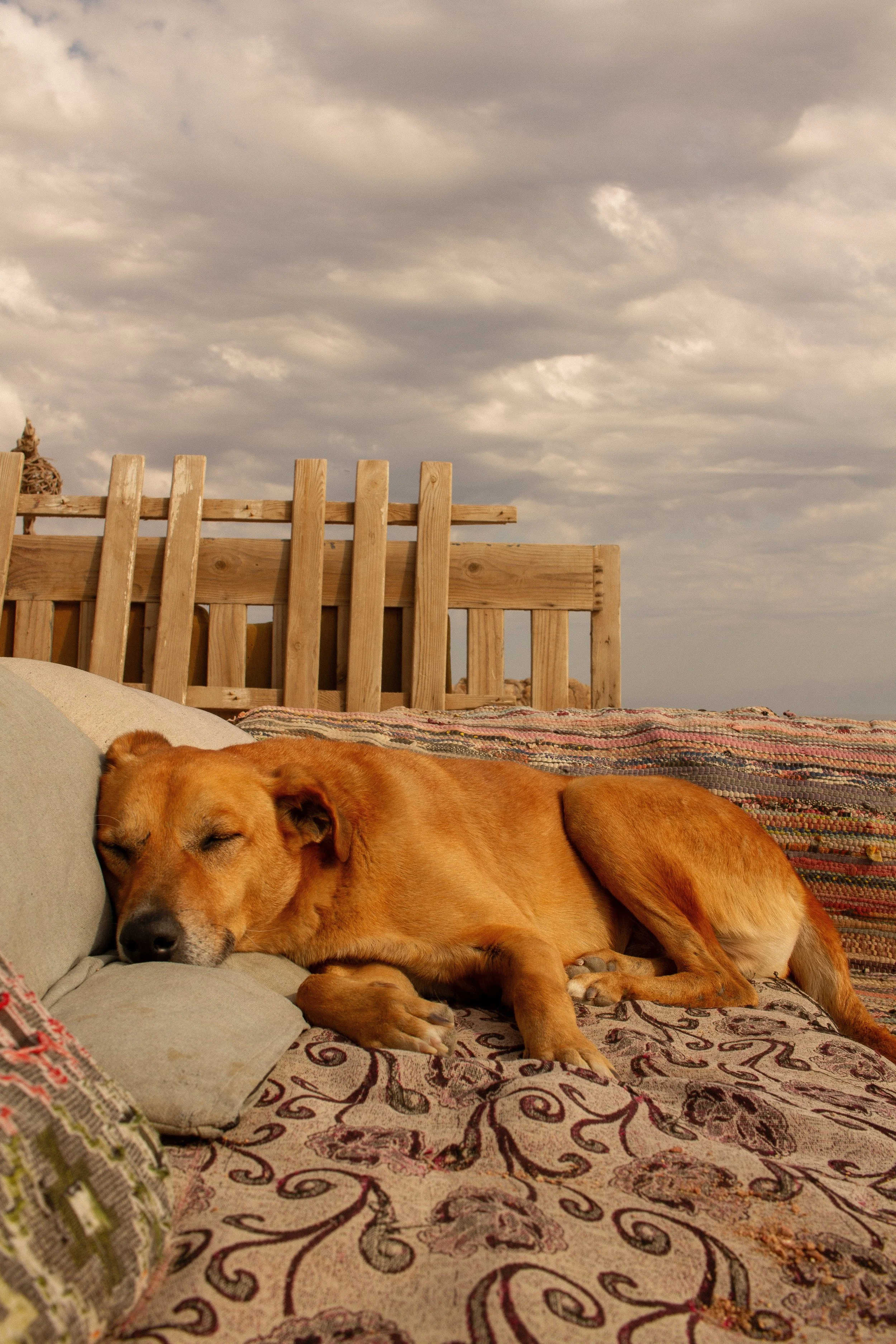 frankie-breakfast-humanist-photography-dahab-sleeping-dog-peaceful-moment