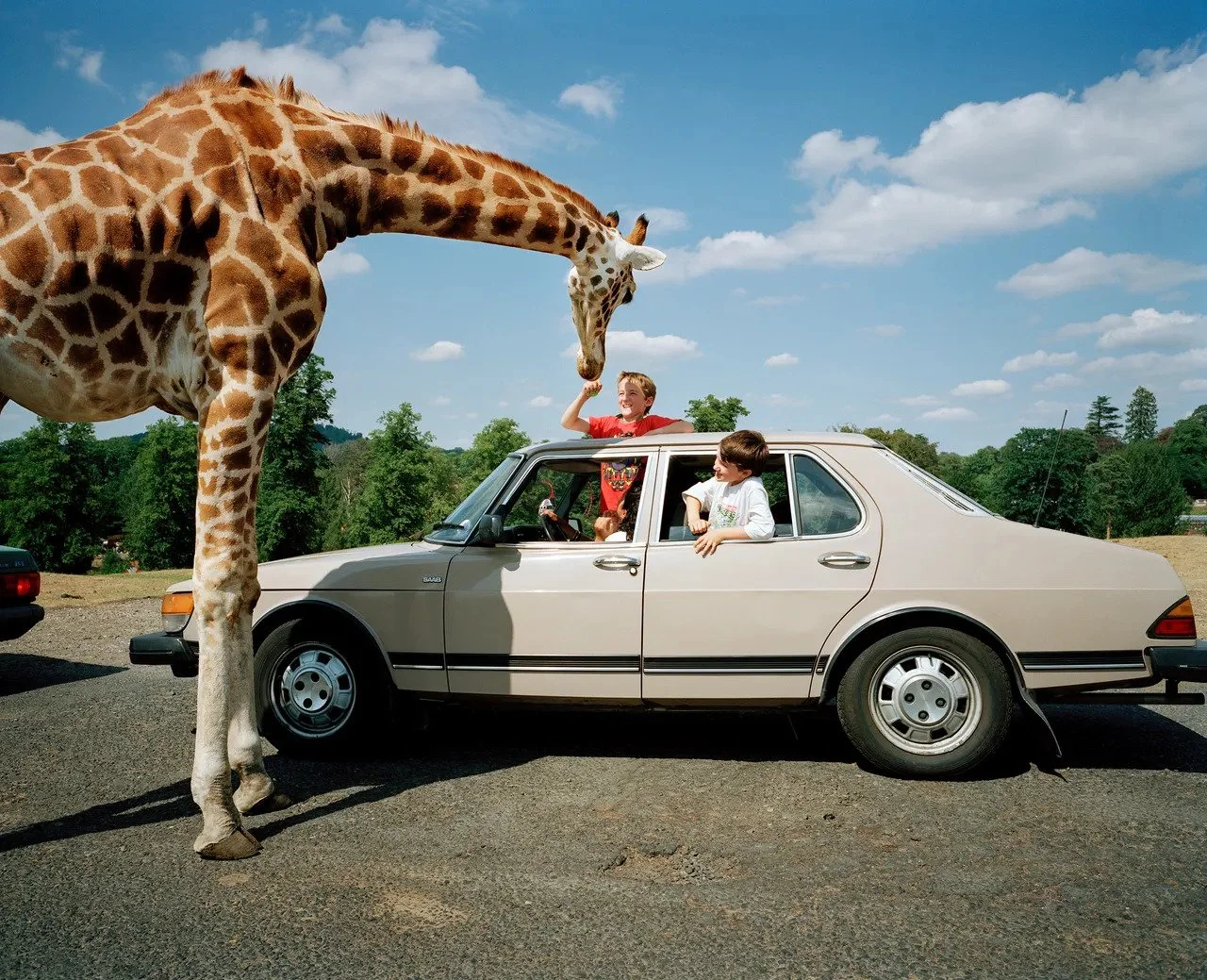Martin Parr Incontro Ravvicinato al Safari Park