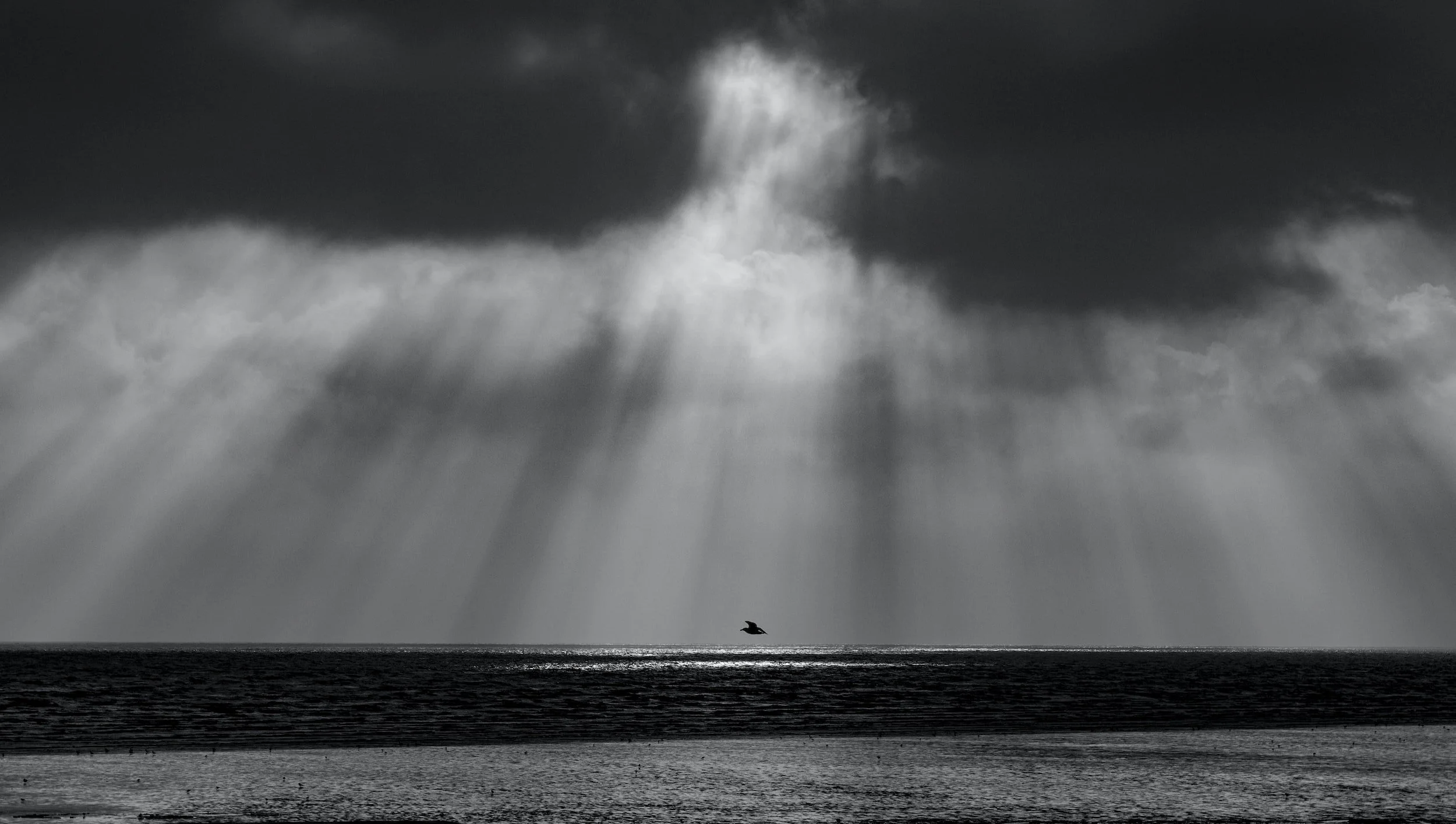 Week 13 - The unknown, hidden life