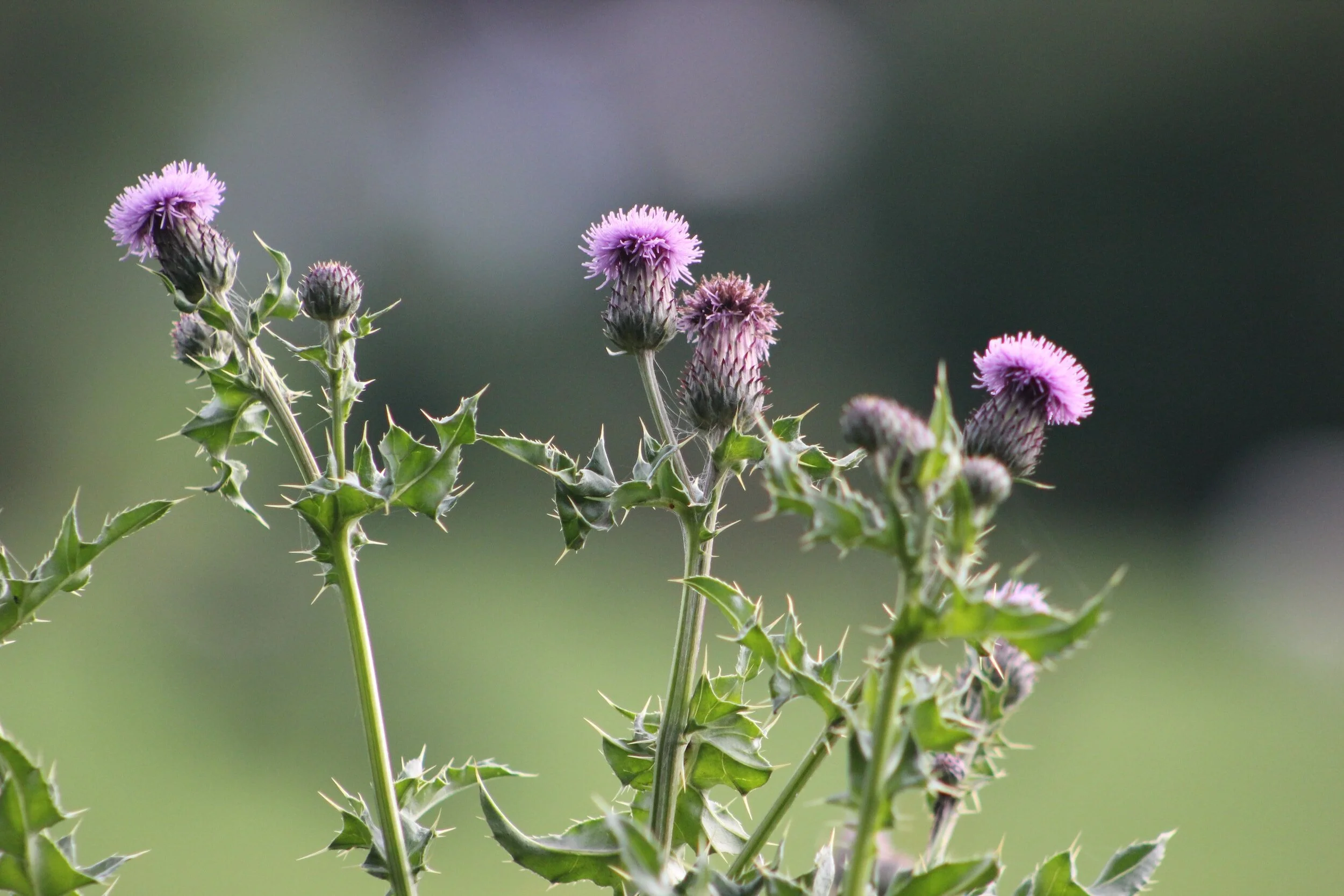 “Thistles, Weeds, and You” | Romans 8:18-27, Matthew 13:24-30, 36-43