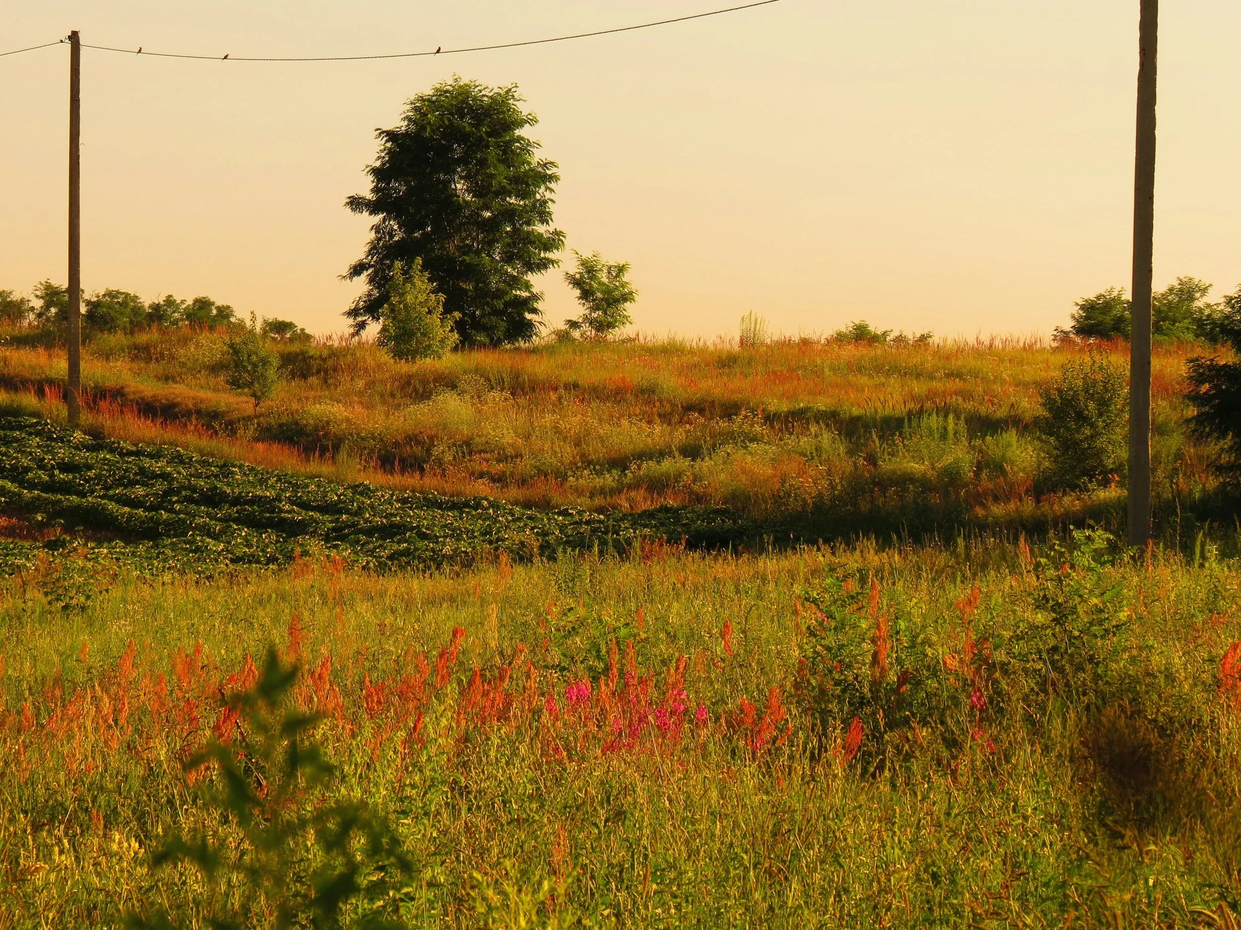 For God So Loved | Numbers 21:4-9; John 3:14-21