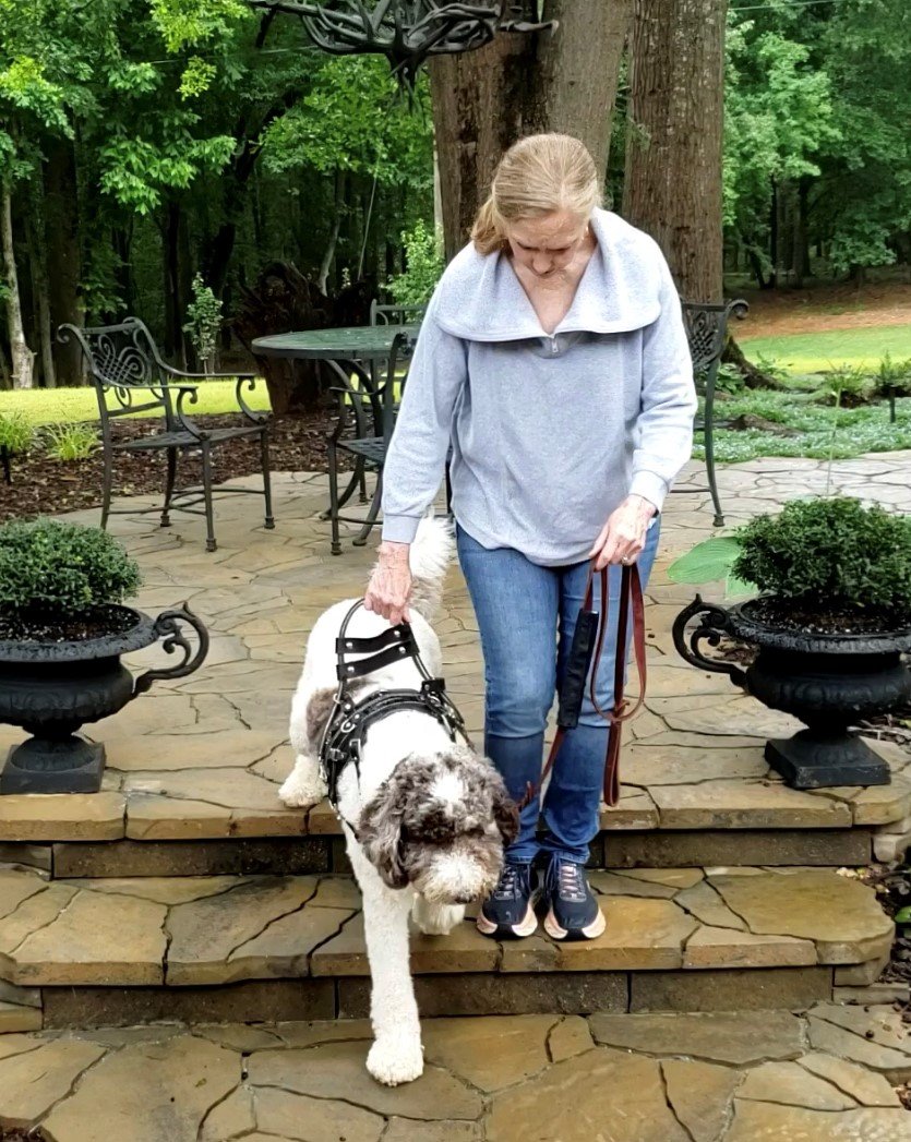 Service Dog Programs BIRKLANDSHIRE K9 service-dog-programs-birklandshire-k9