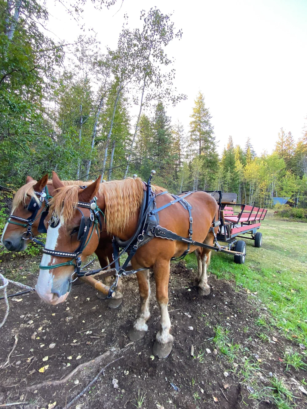 Sun Mountain Lodge Cowboy Dinner