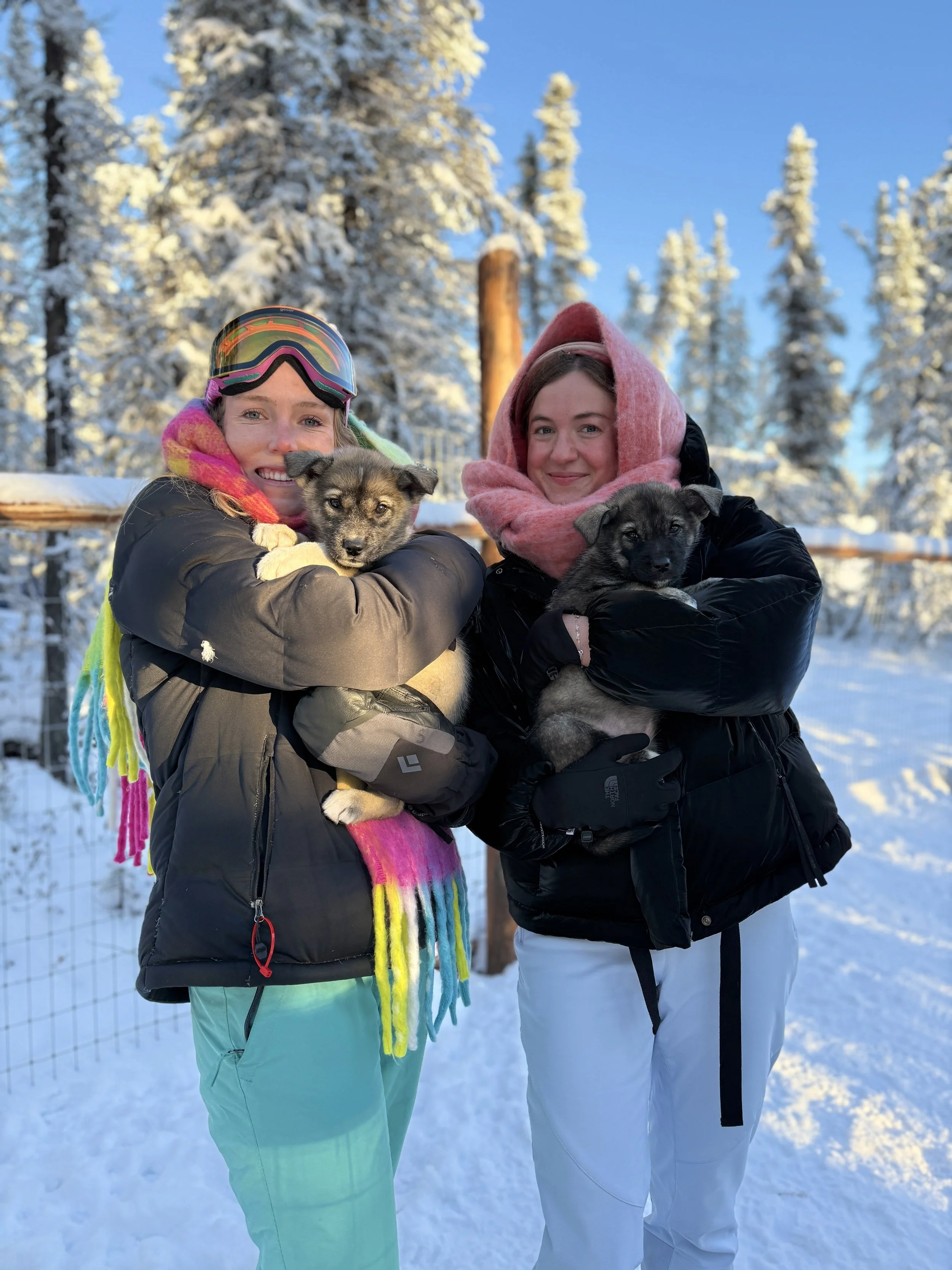 Dog Sledding Puppies in Fairbanks, Alaska