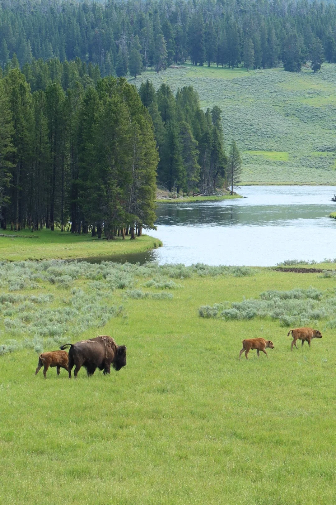 Yellowstone National Park