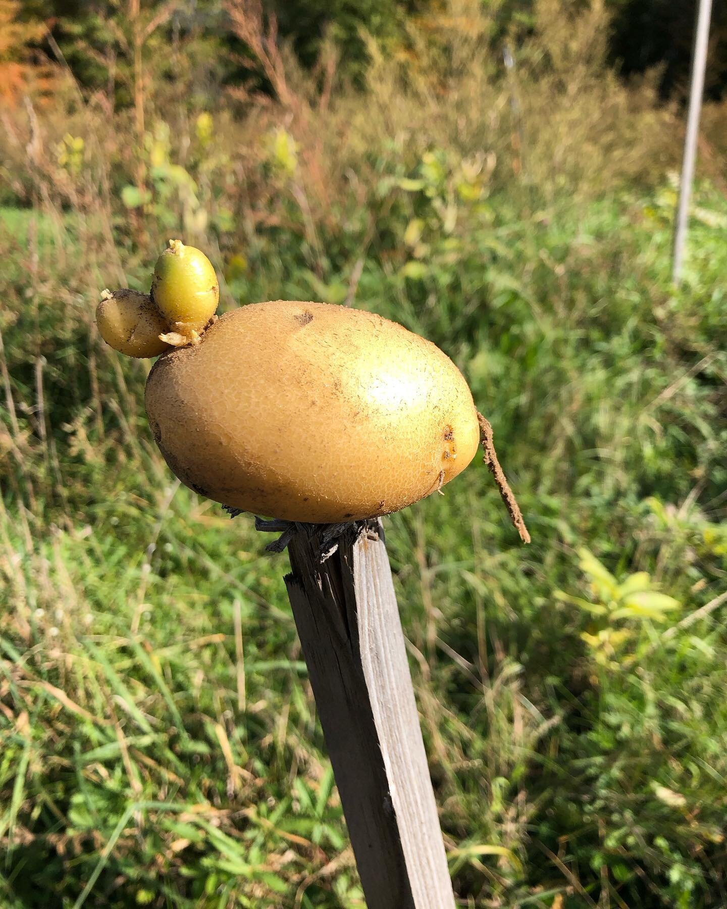 Potato grown in our garden.