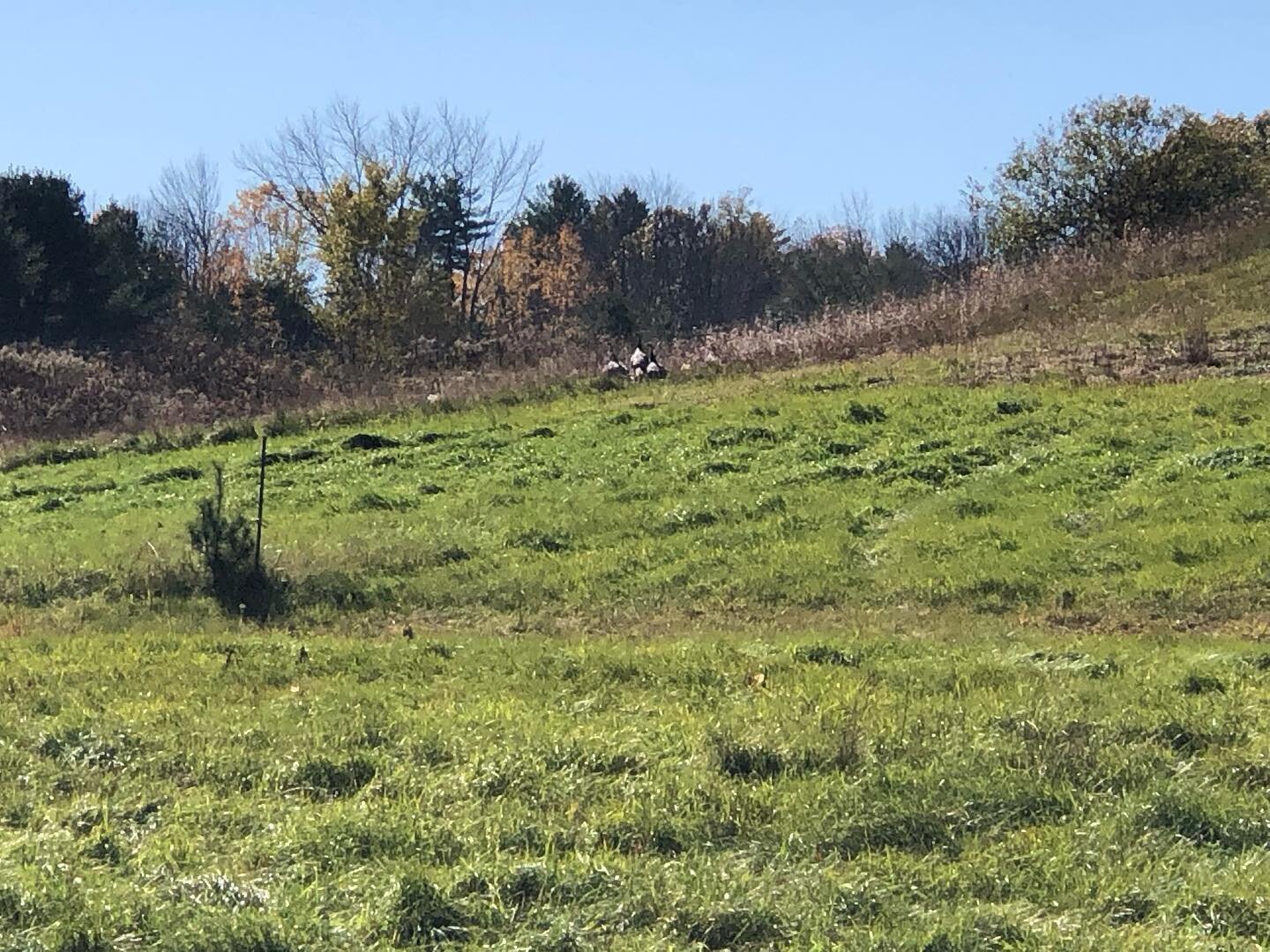 Turkeys at our farm 🦃!