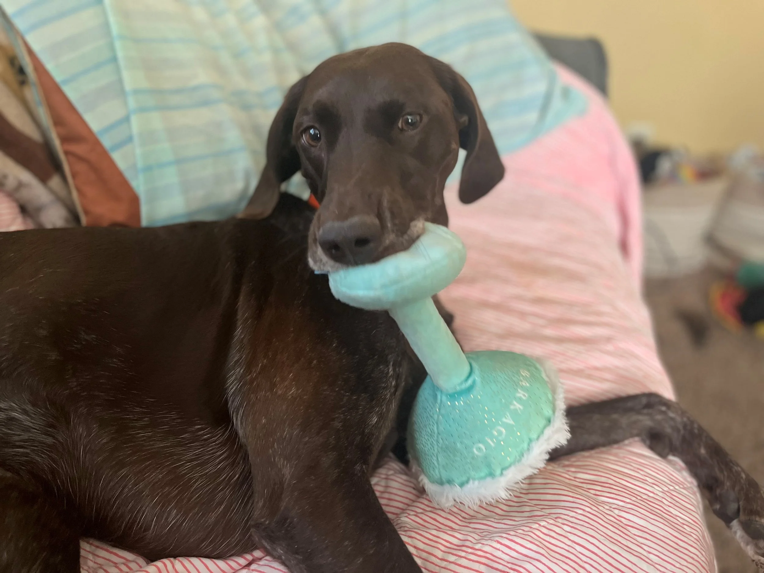 dog with chew toy